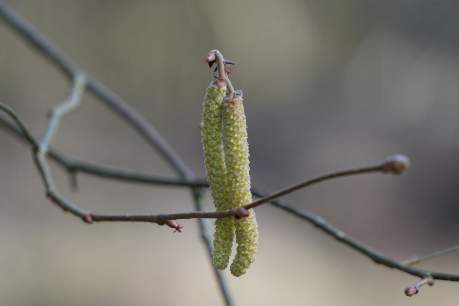 Sony a6000 sample photo. Hazel flower, plant, spring photography
