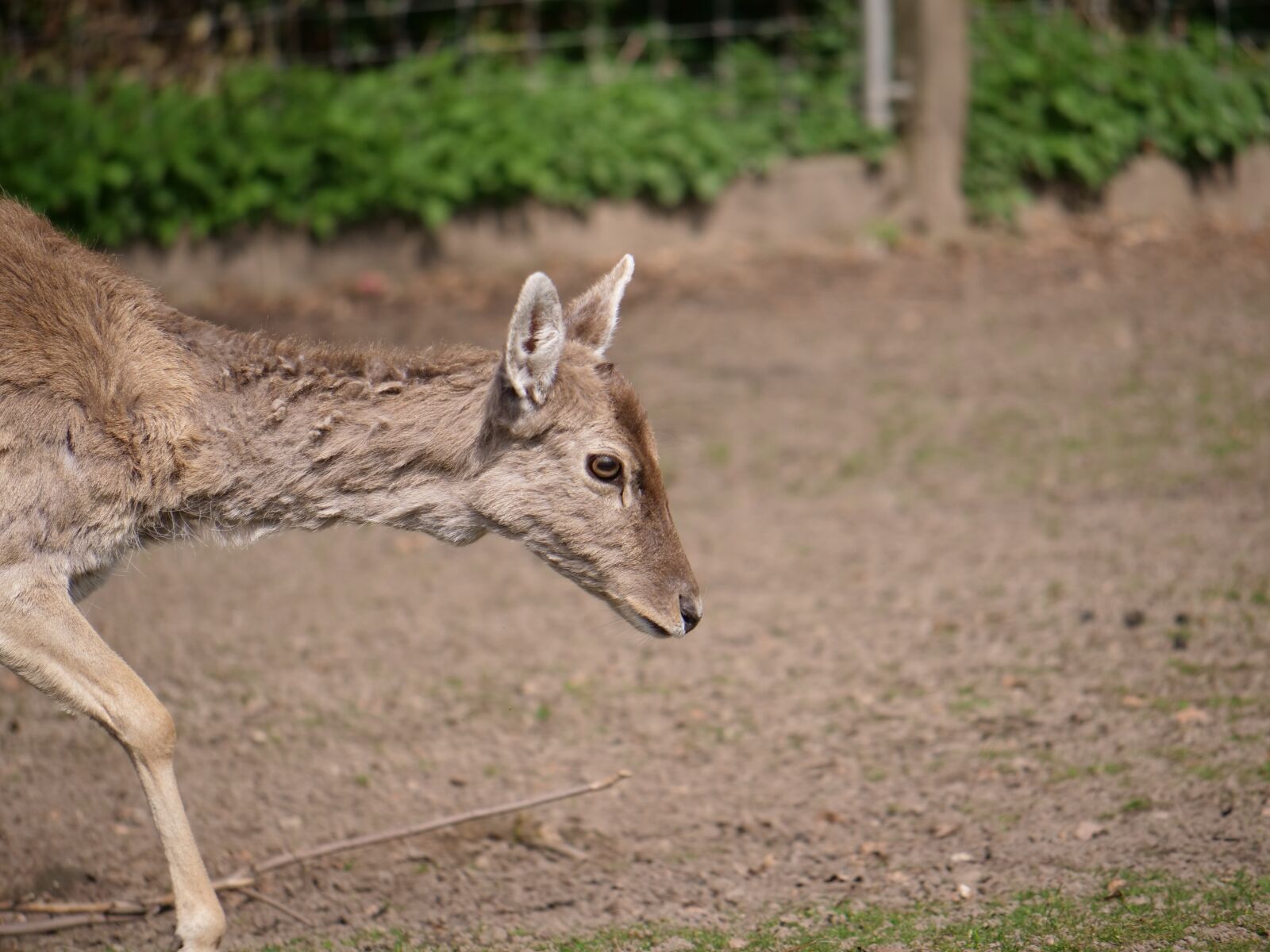 Panasonic Lumix DC-GH5 sample photo. Hirsch, roe deer, concerns photography