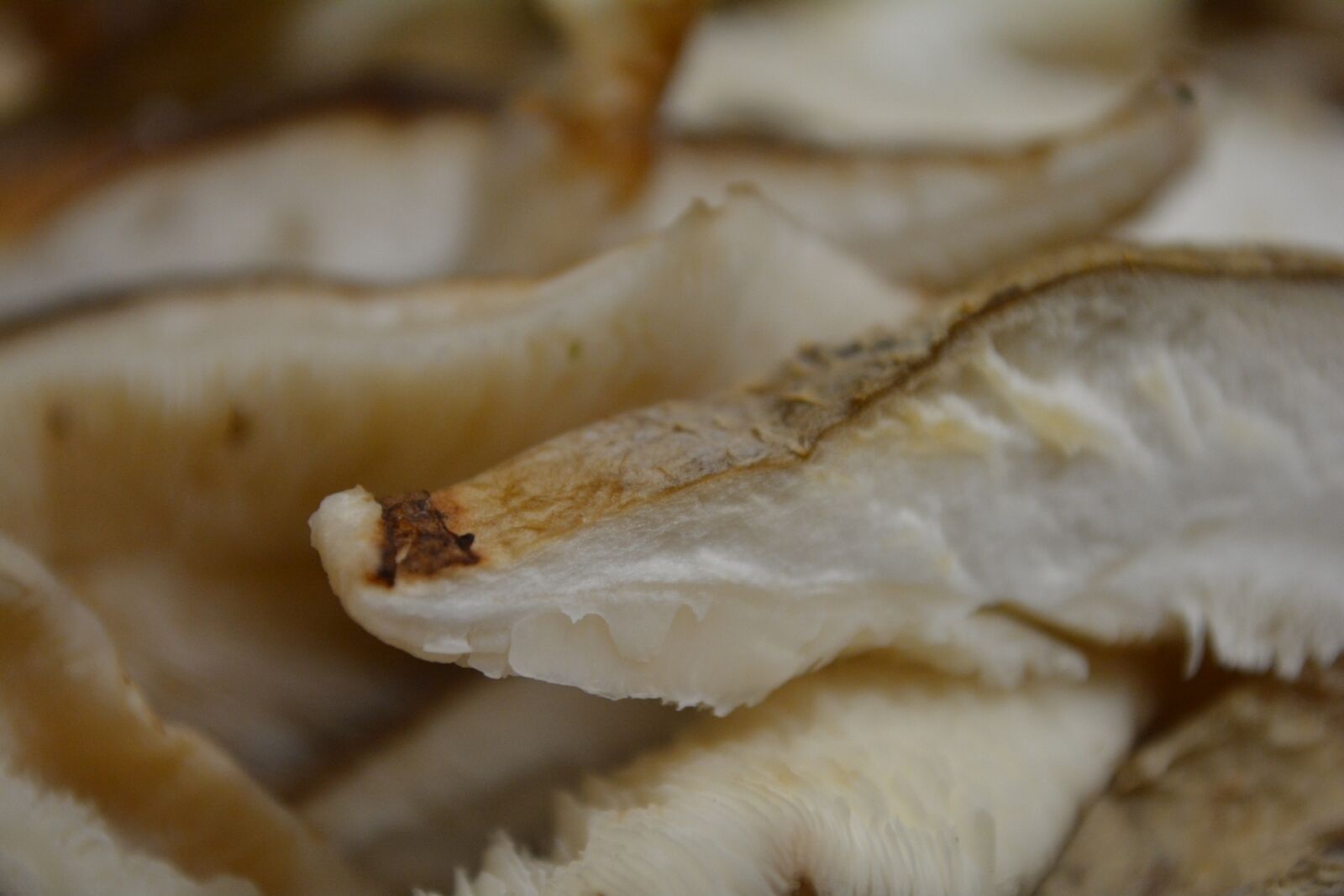 Nikon D5200 sample photo. Shiitake, mushroom, medicinal mushrooms photography