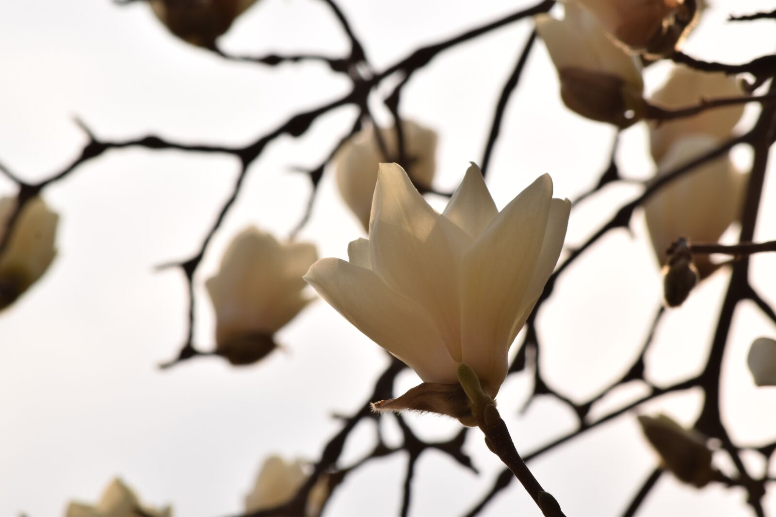Nikon D5300 sample photo. Flowers, magnolia, spring flowers photography