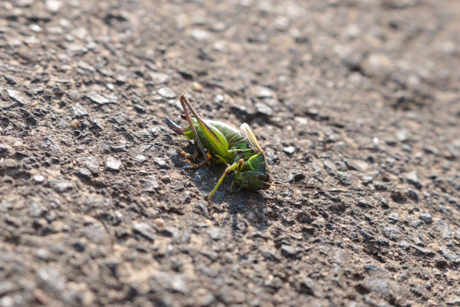 Canon EOS 70D sample photo. Grasshopper, green grille, insect photography