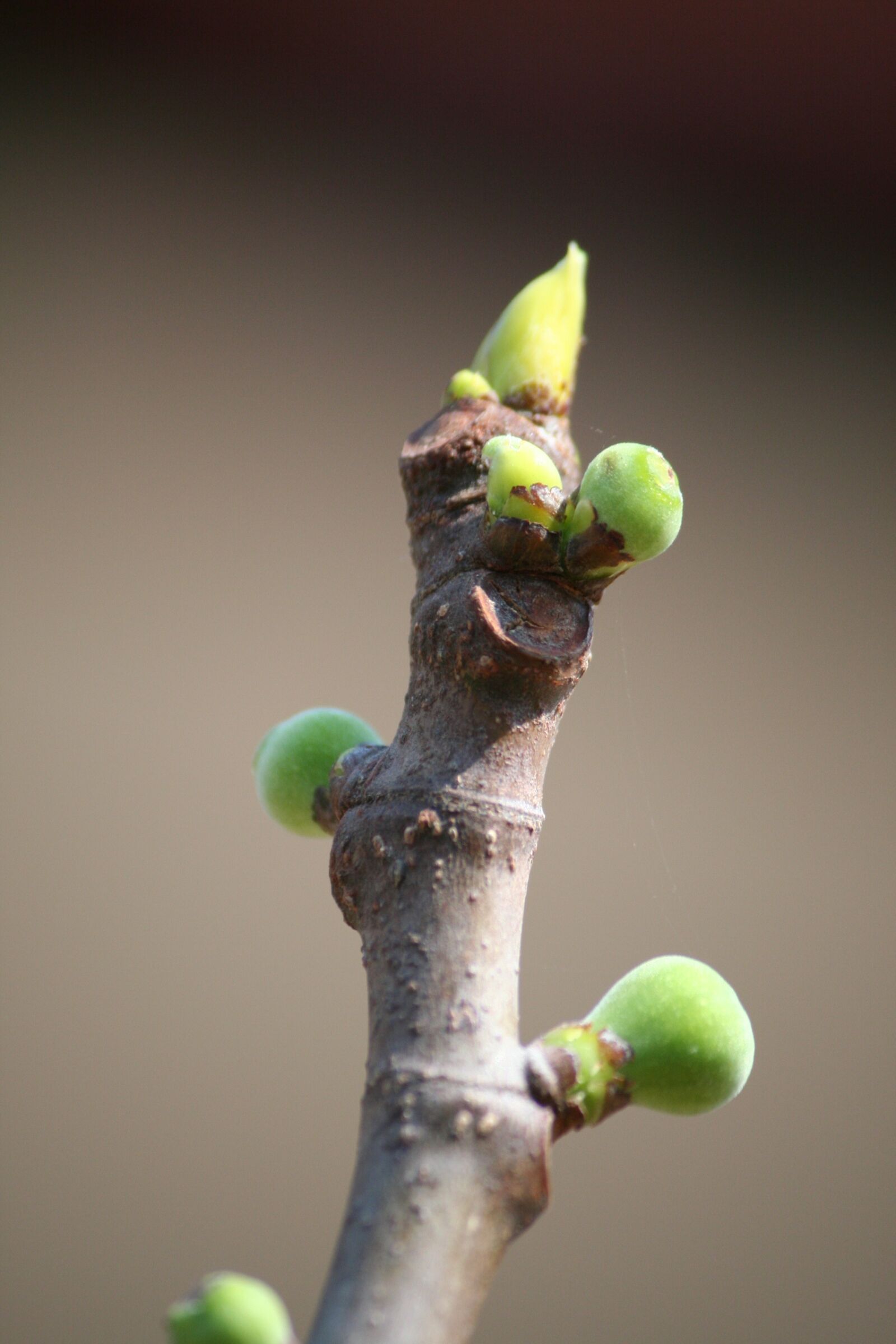 Canon EOS 350D (EOS Digital Rebel XT / EOS Kiss Digital N) sample photo. Fig tree, baby figs photography