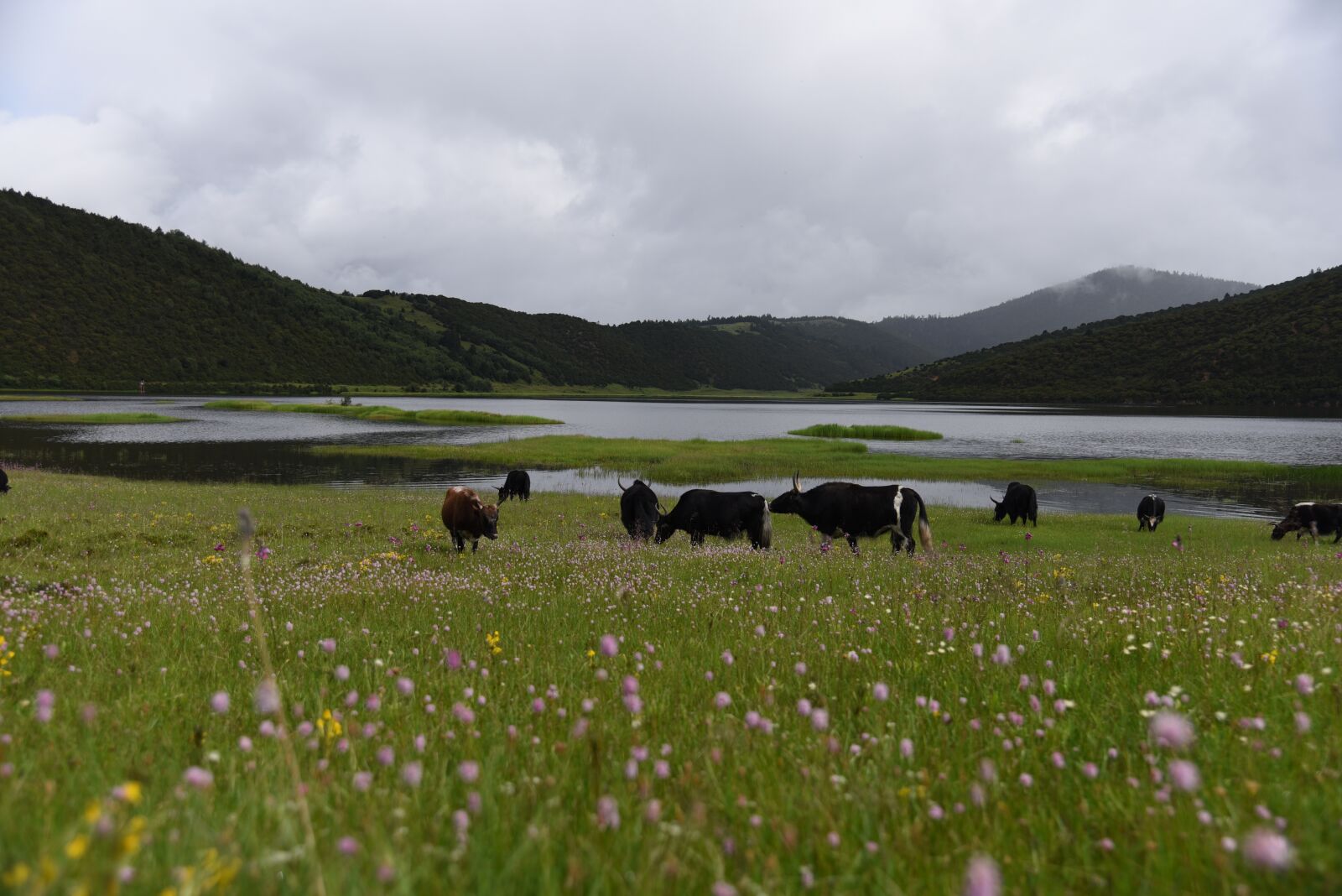 Nikon D750 sample photo. Tibet, ecology, drunk oxygen photography