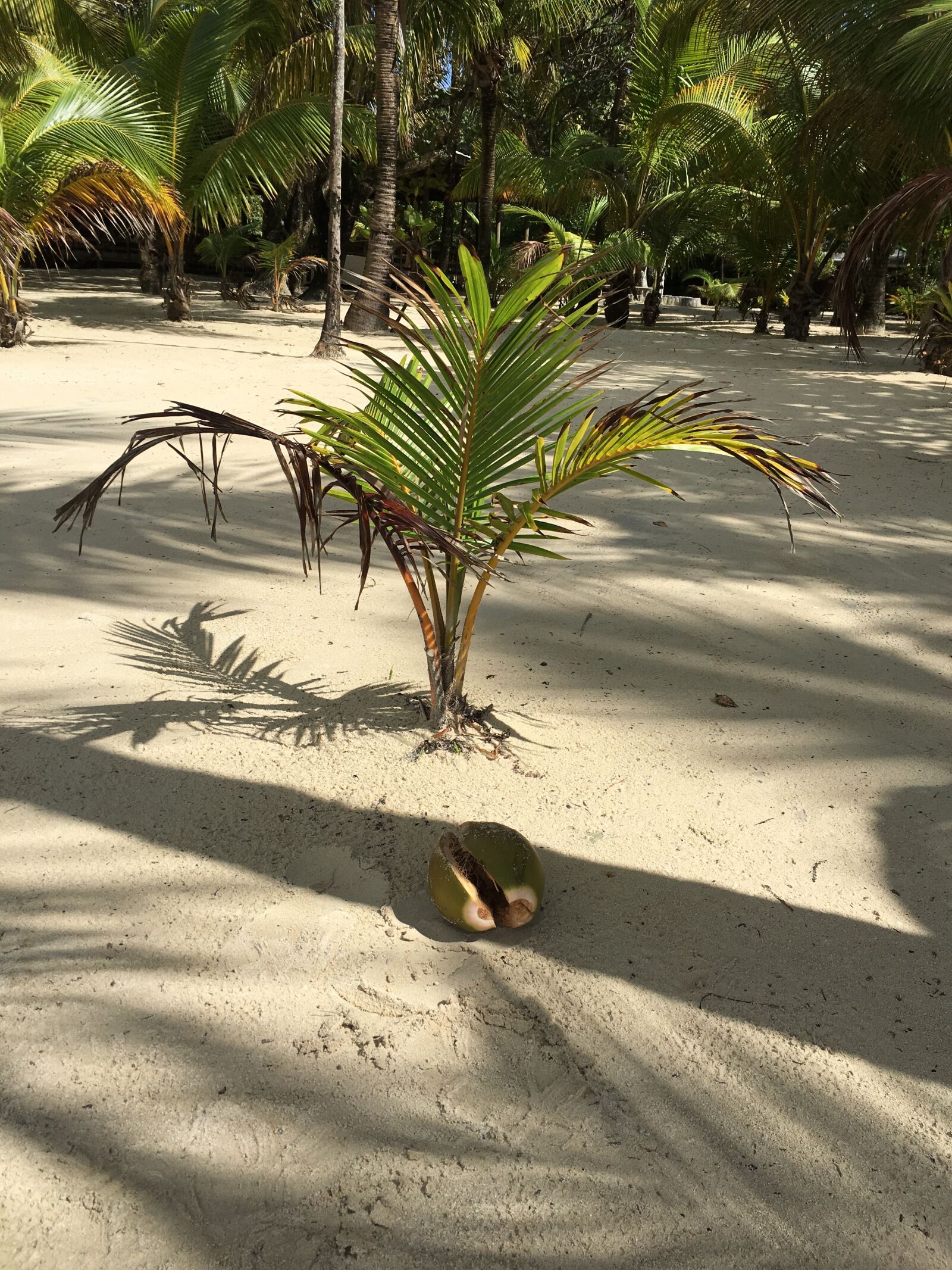 Apple iPhone 6s sample photo. Palm, kokusnuss, plant photography