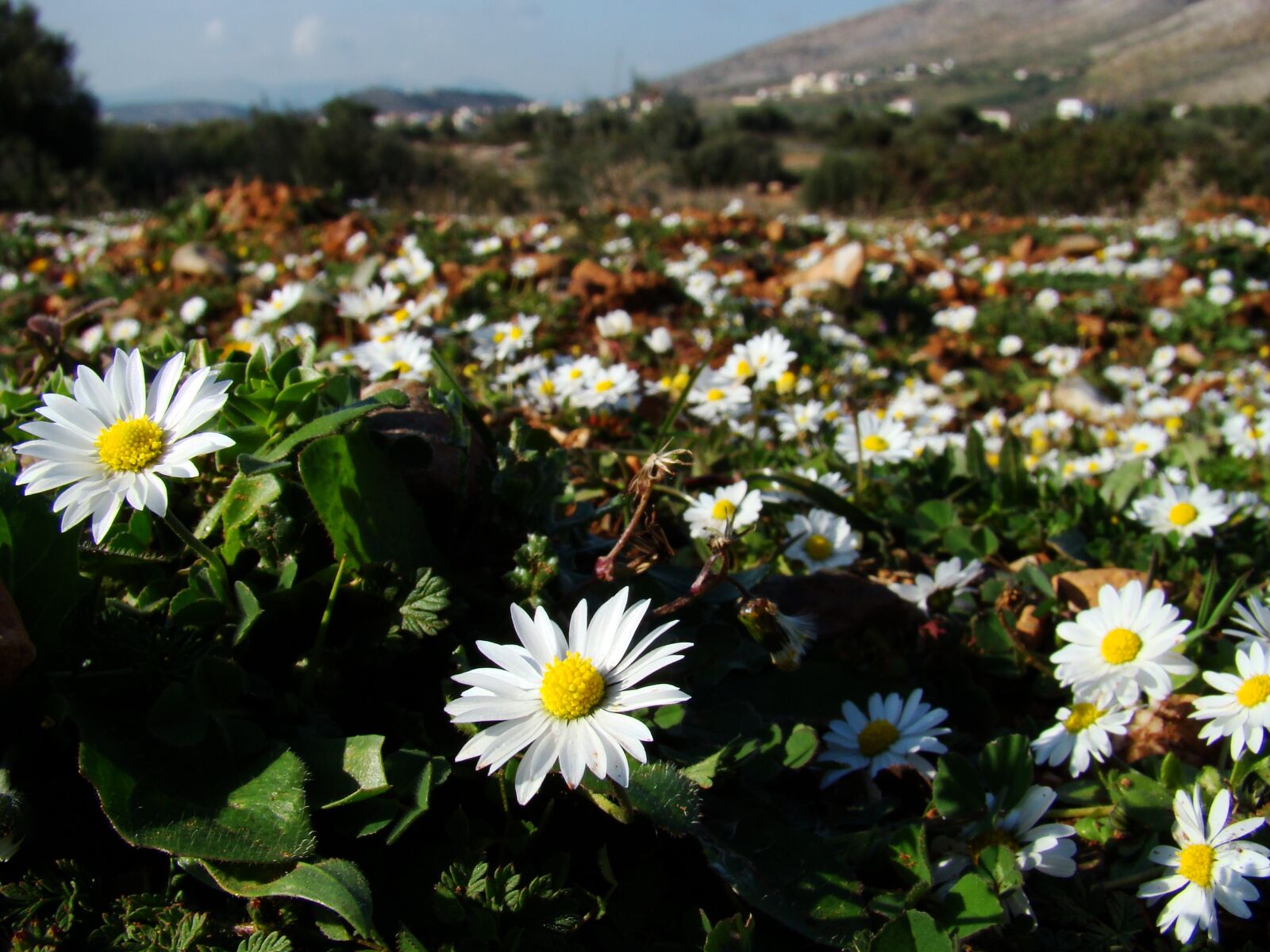 Sony DSC-H9 sample photo. Landscape, flowers, spring photography