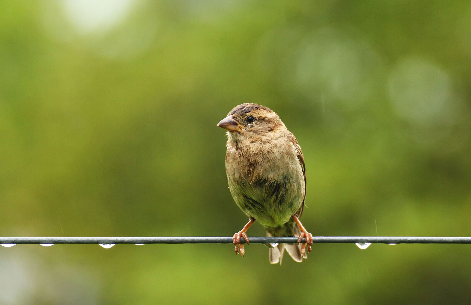 Canon EOS 60D sample photo. Sparrow, bird, fair is photography