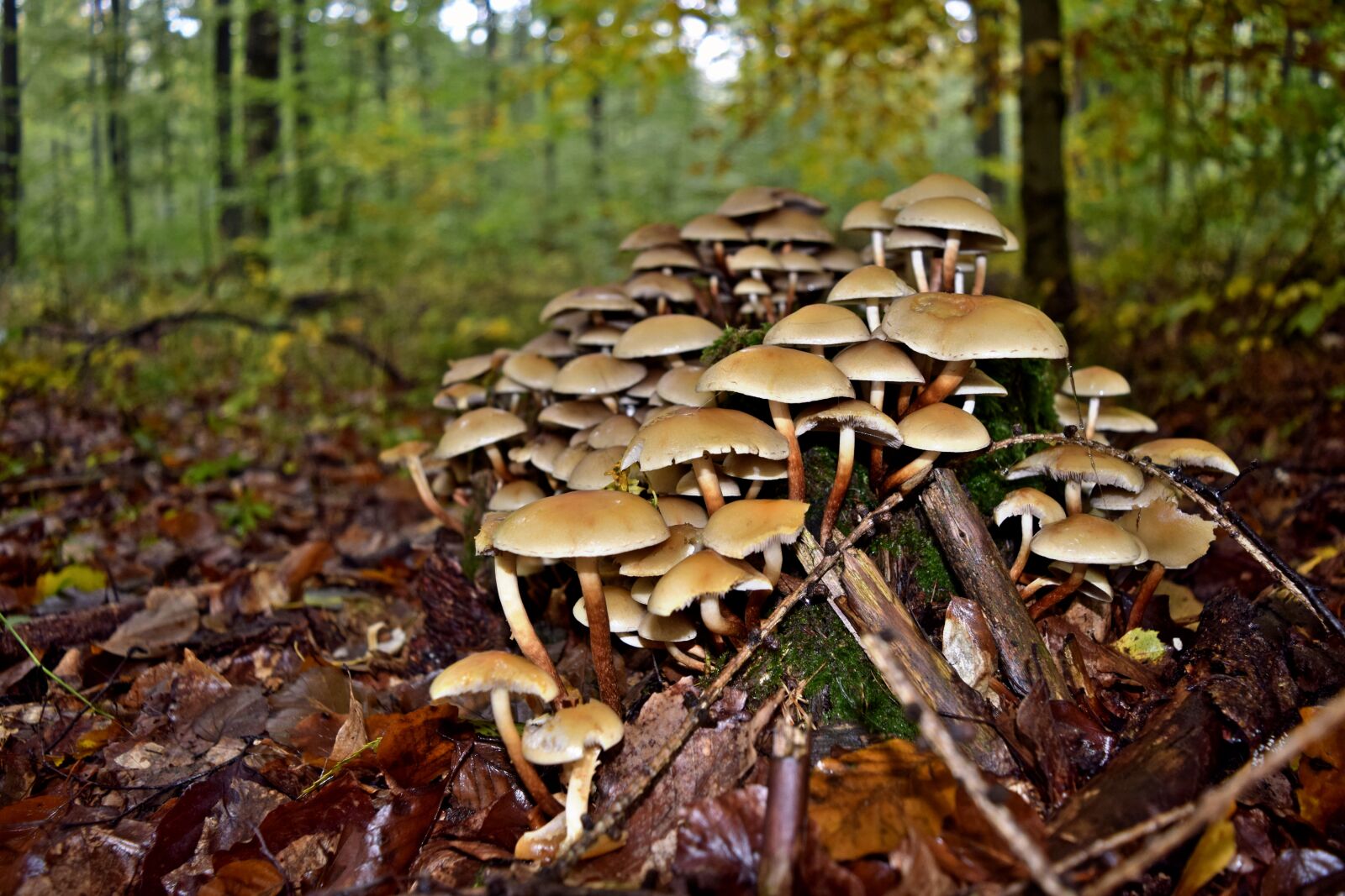 Nikon D3300 sample photo. Tree fungus, autumn, tribe photography