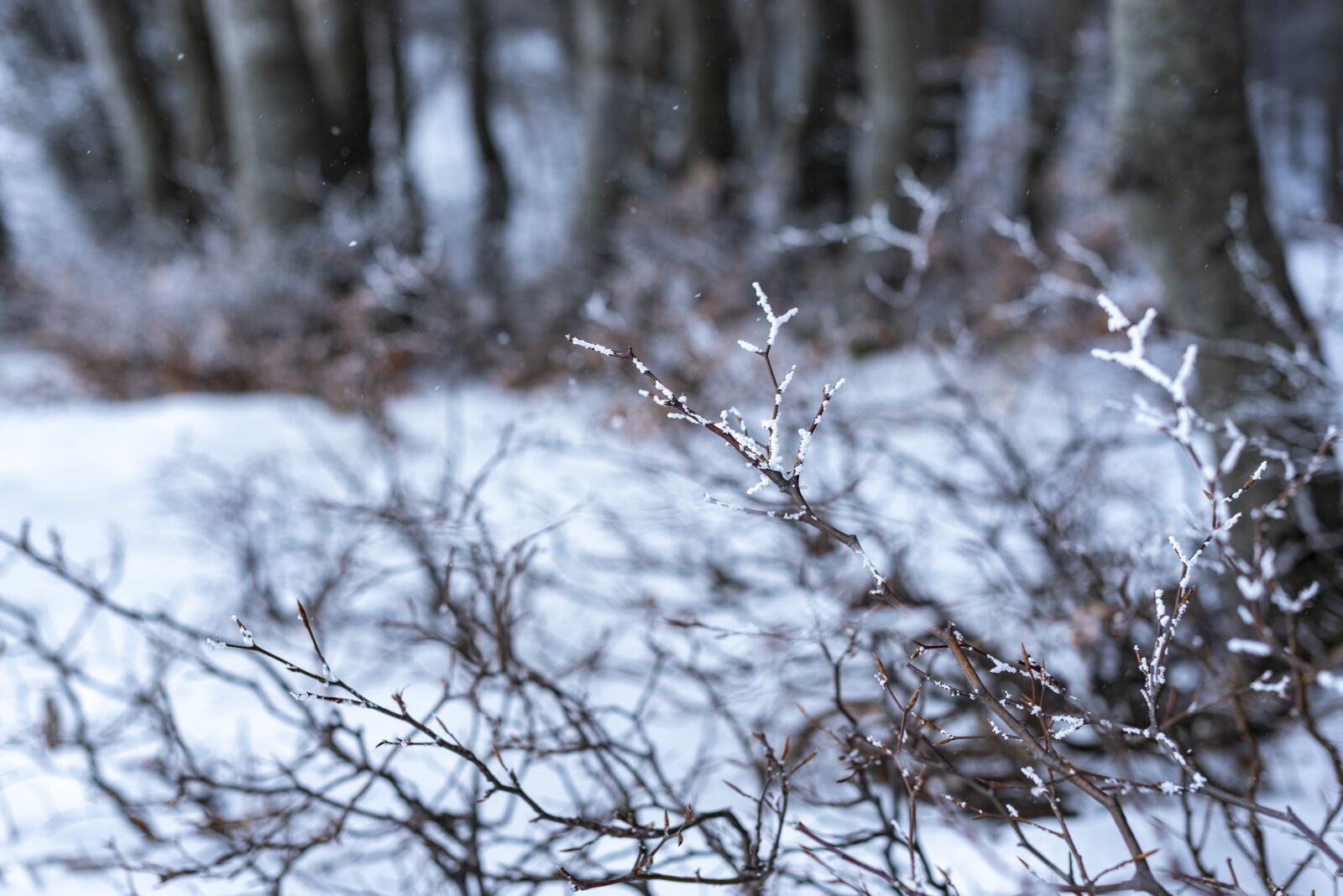 Nikon D750 sample photo. Winter, snow, nature photography