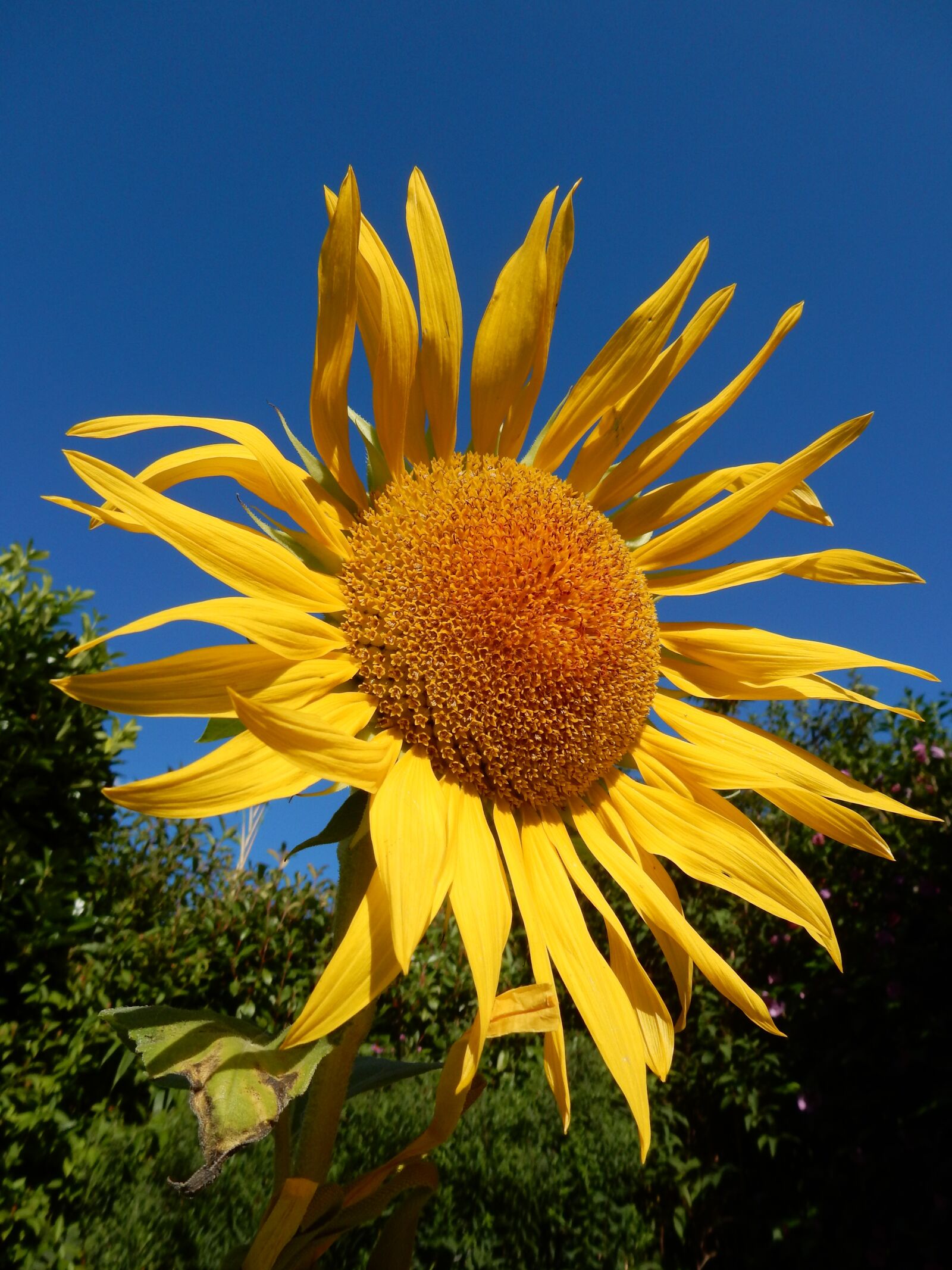 Nikon Coolpix S9900 sample photo. Sunflower, yellow, summer photography