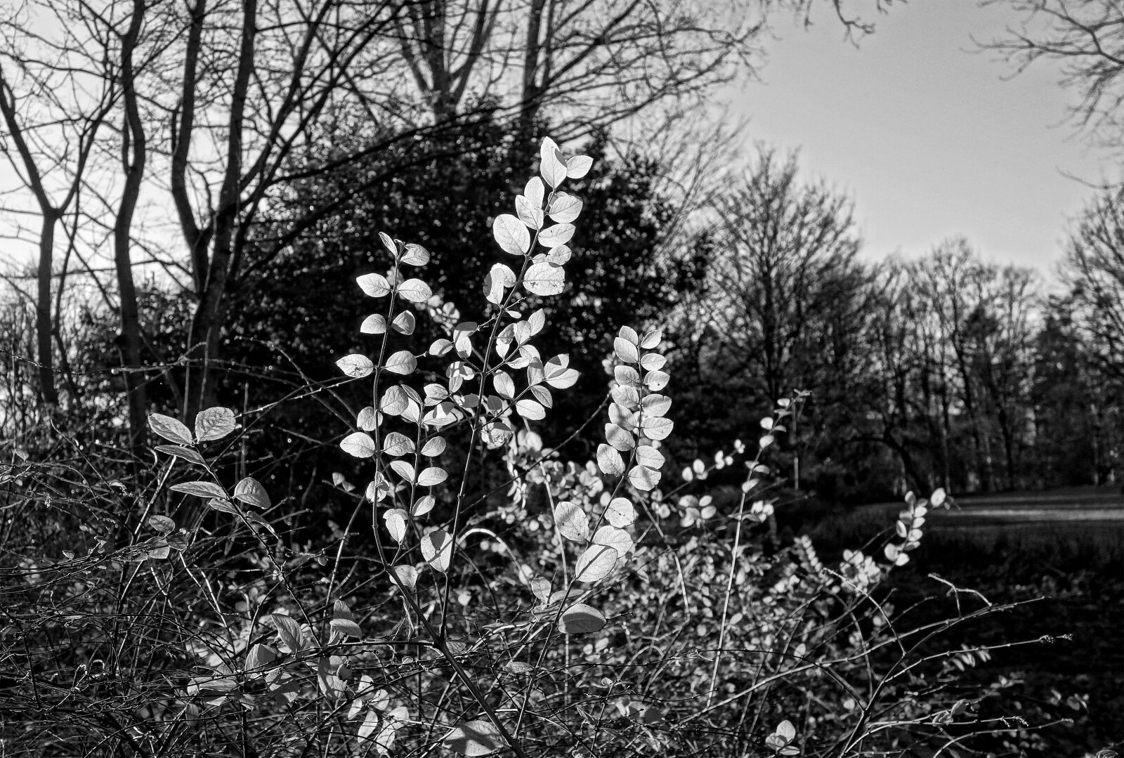 Sony Cyber-shot DSC-RX100 sample photo. Leaves, foliage, bush photography