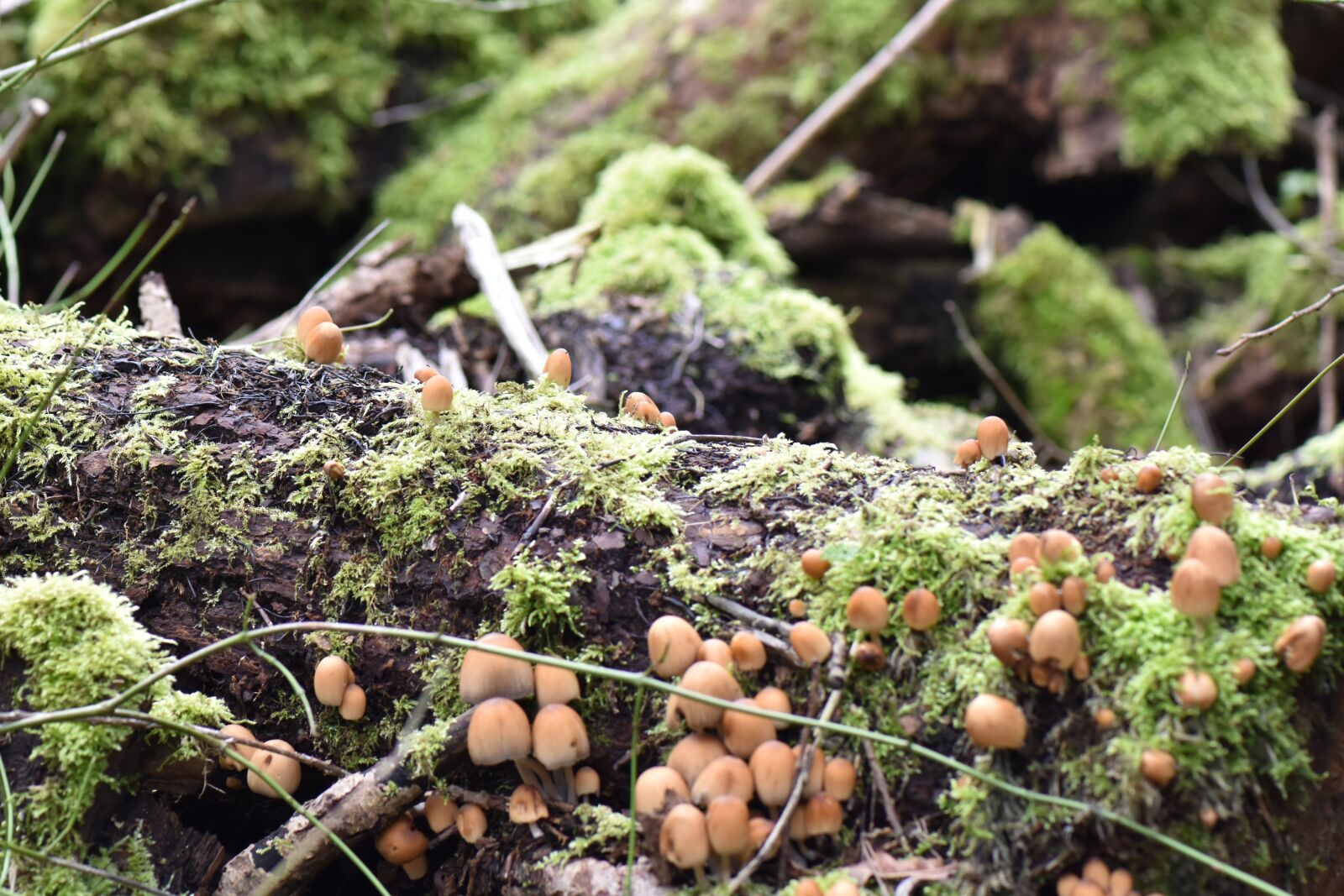 Nikon D7200 sample photo. Mushrooms, small, many photography