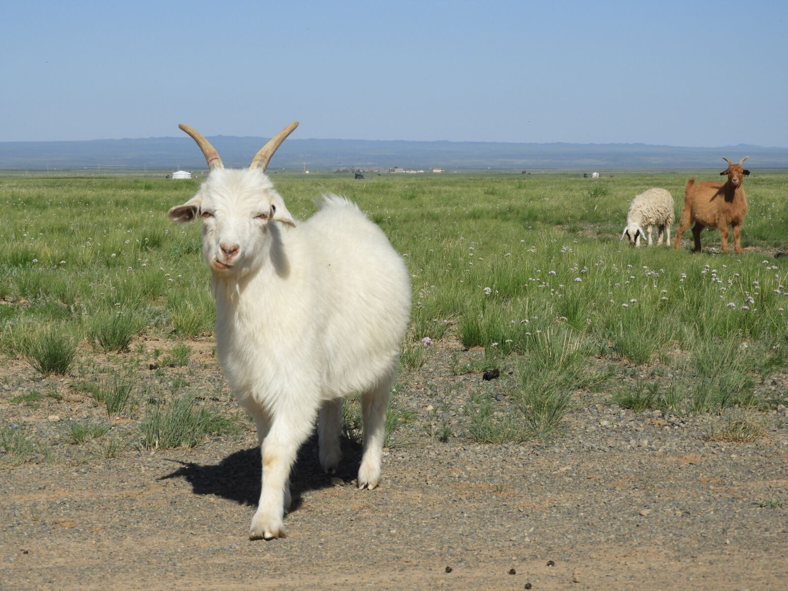 Nikon Coolpix B700 sample photo. Goat, herd, meadow photography