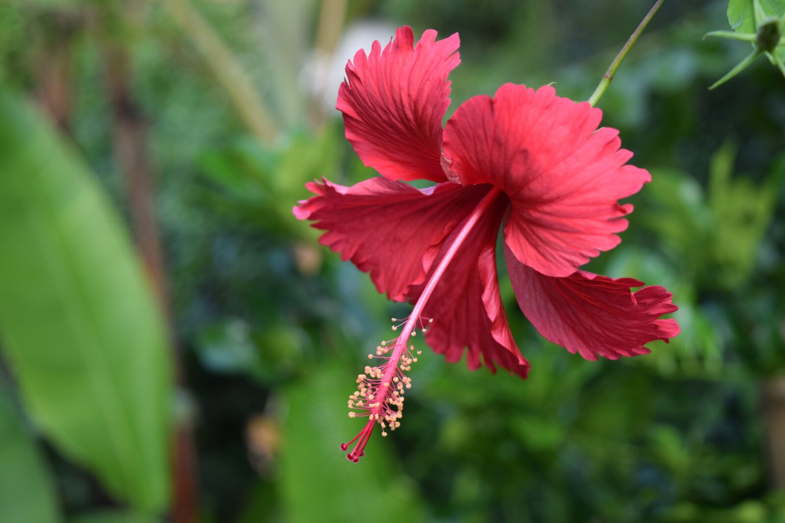 Nikon D3300 sample photo. Flower, jungle, cambodia photography