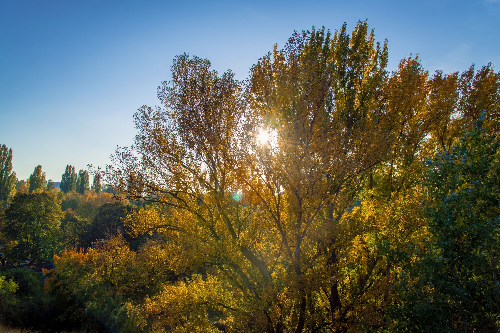 Nikon D850 sample photo. Autumn, nature, tree photography