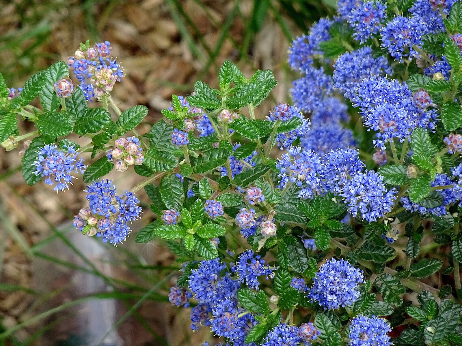 Sony Cyber-shot DSC-HX90V sample photo. C anothe, ceanothus, flowering photography