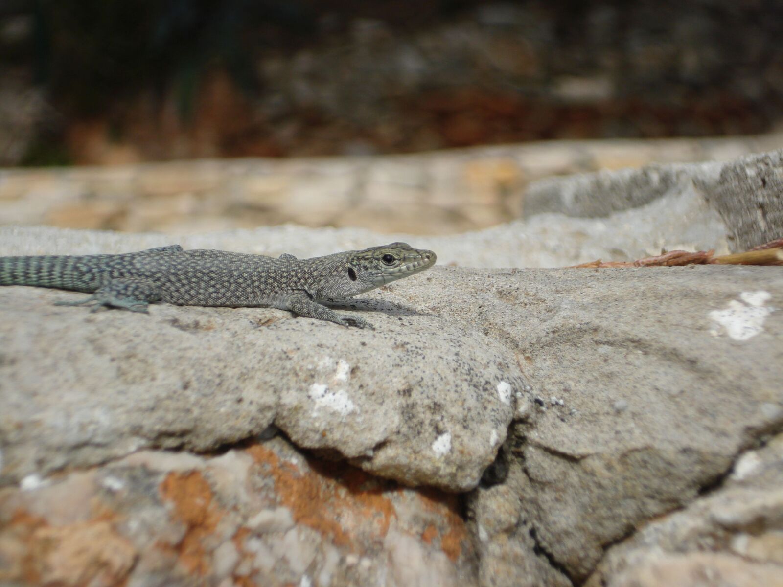 Sony DSC-W35 sample photo. Lizard, stone, reptile photography