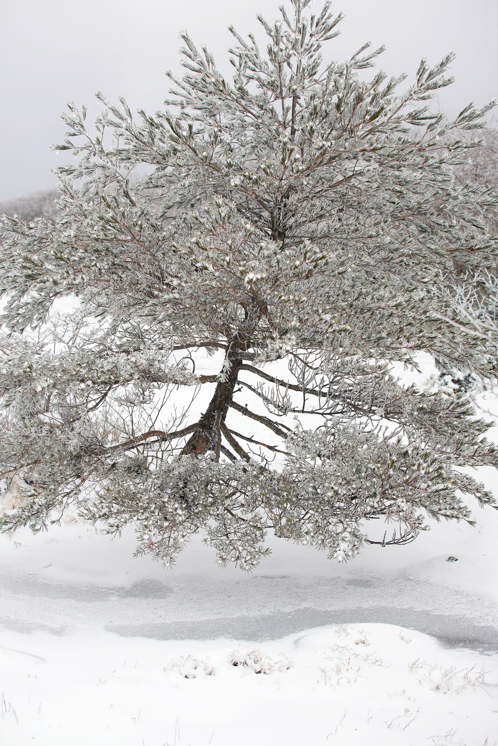 Canon EF 70-200mm F2.8L USM sample photo. Snow, white, winter photography