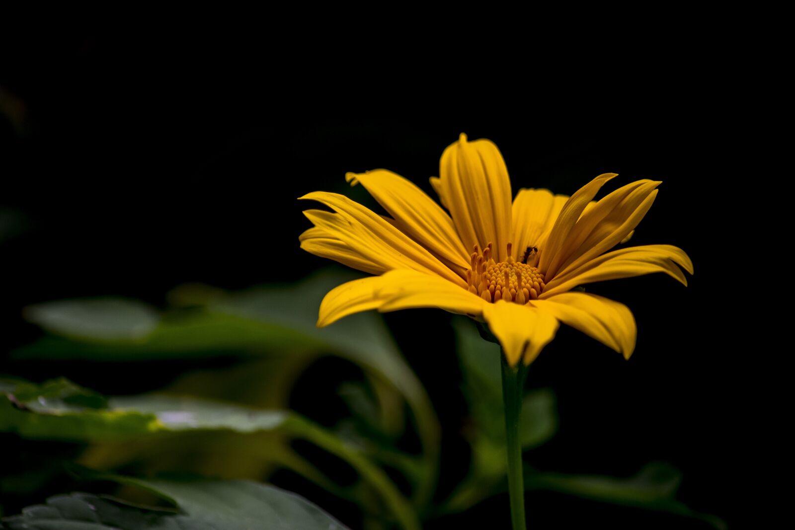 Nikon D5300 sample photo. Flower, flowers, spring photography