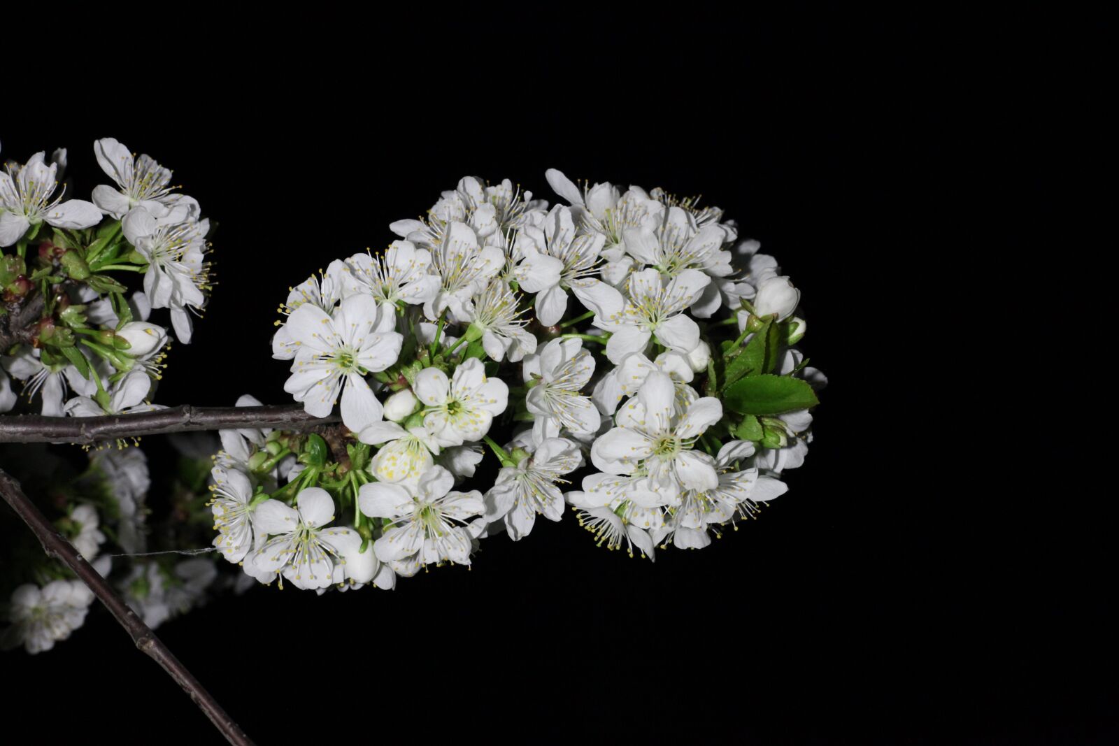 Canon EOS 5D Mark II sample photo. Flower, plant, nature photography
