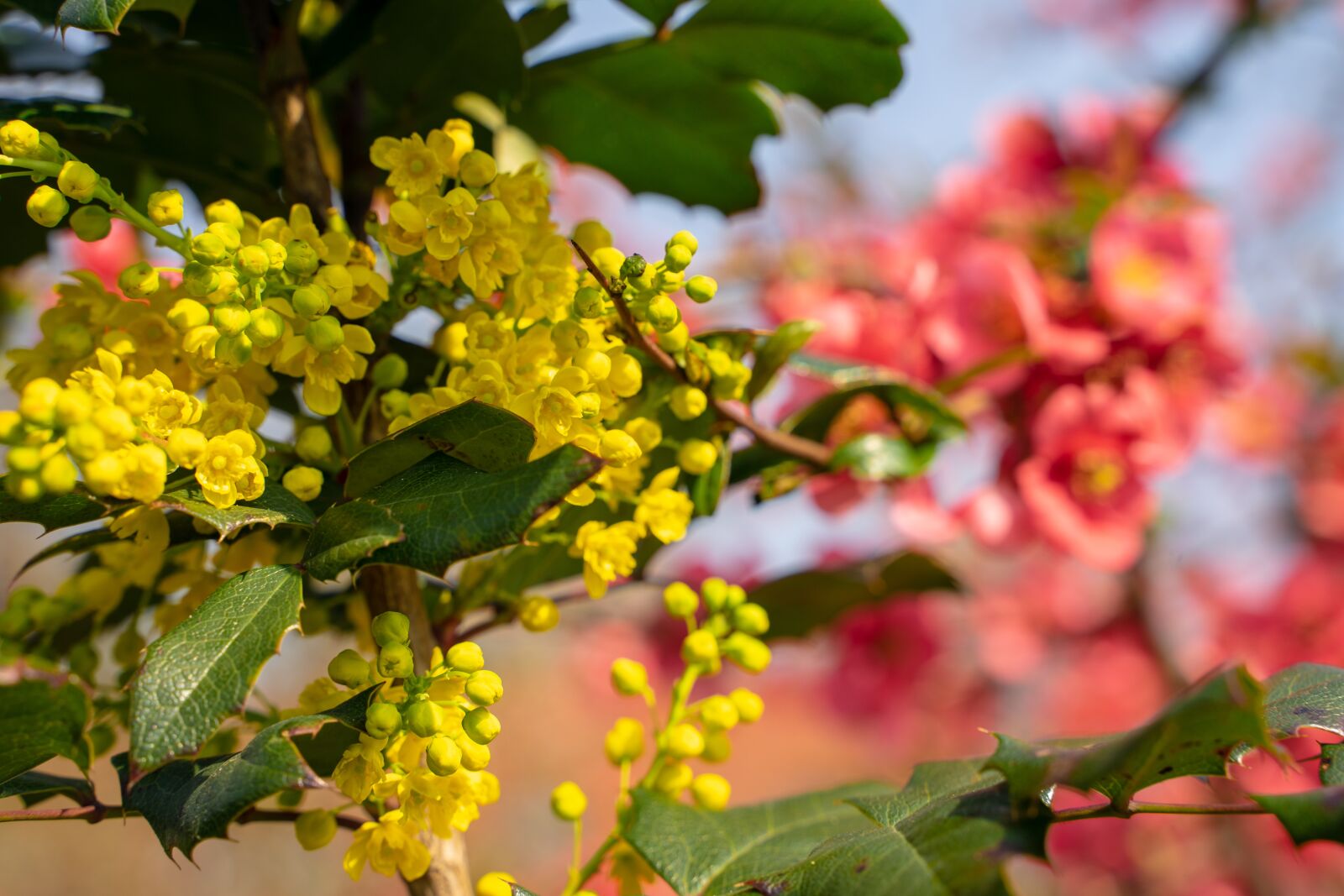 Tamron 28-75mm F2.8 Di III RXD sample photo. Bill quince, quince, seasonal photography