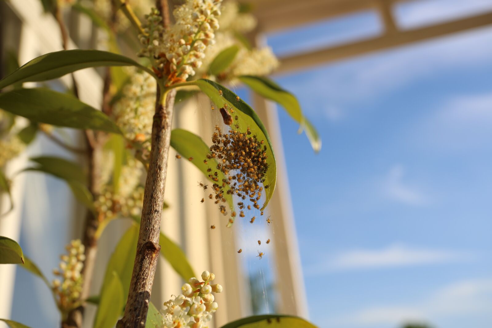 Canon EF 17-40mm F4L USM sample photo. Baby spiders, nature, plant photography