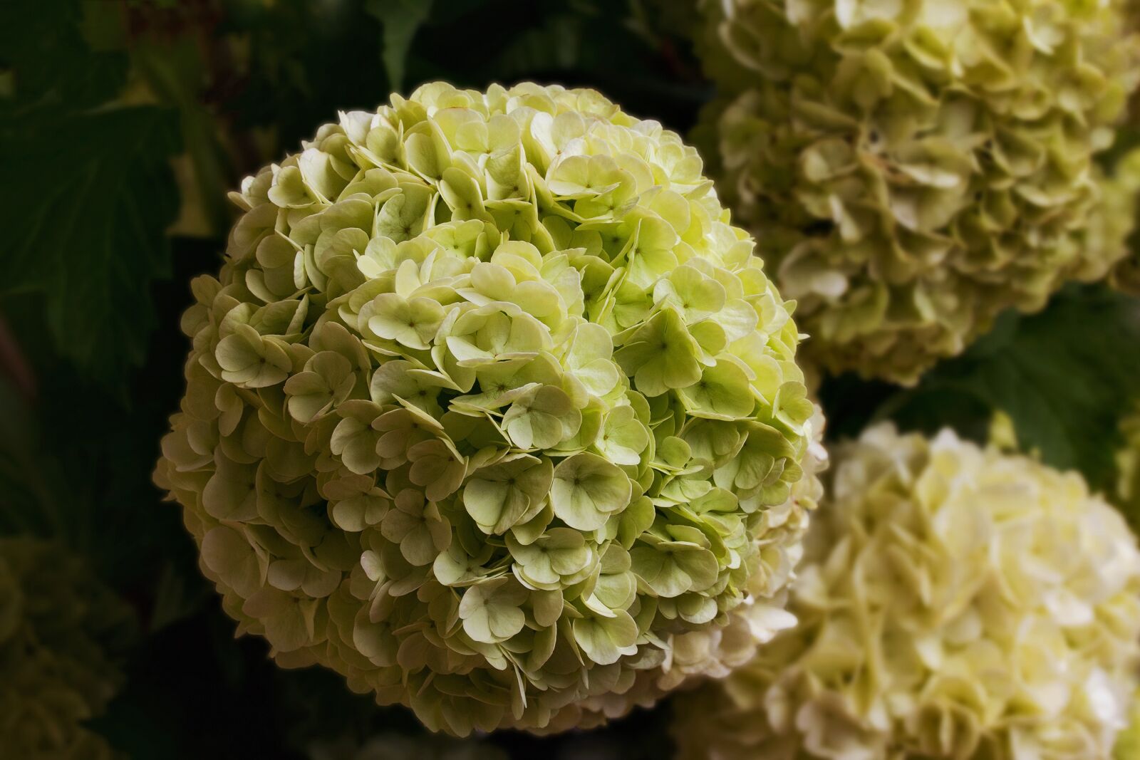 Canon EF-S 60mm F2.8 Macro USM sample photo. Nature, flowers, bush photography