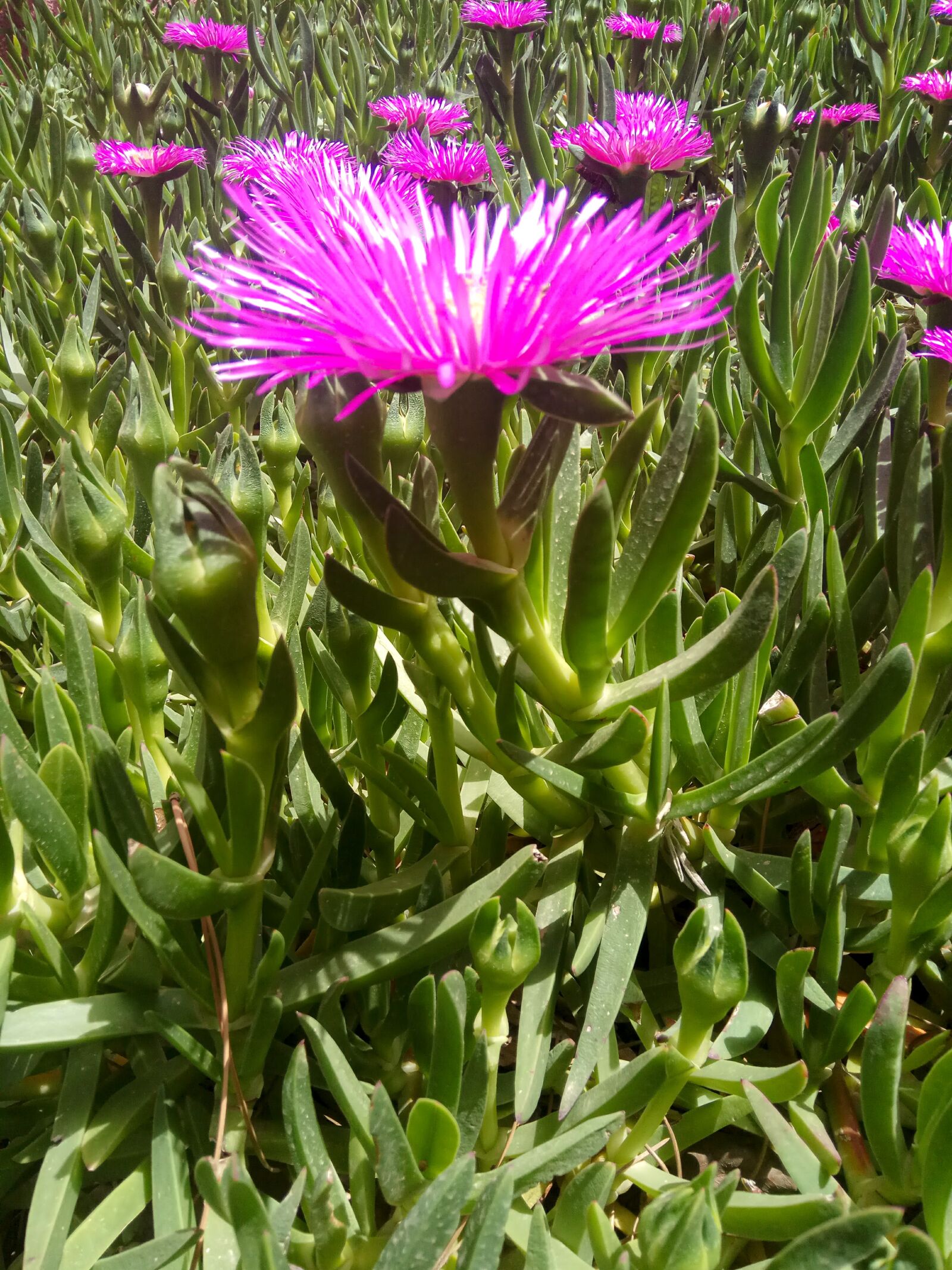 Xiaomi Redmi Note 4 sample photo. Flowers, pink, purple photography