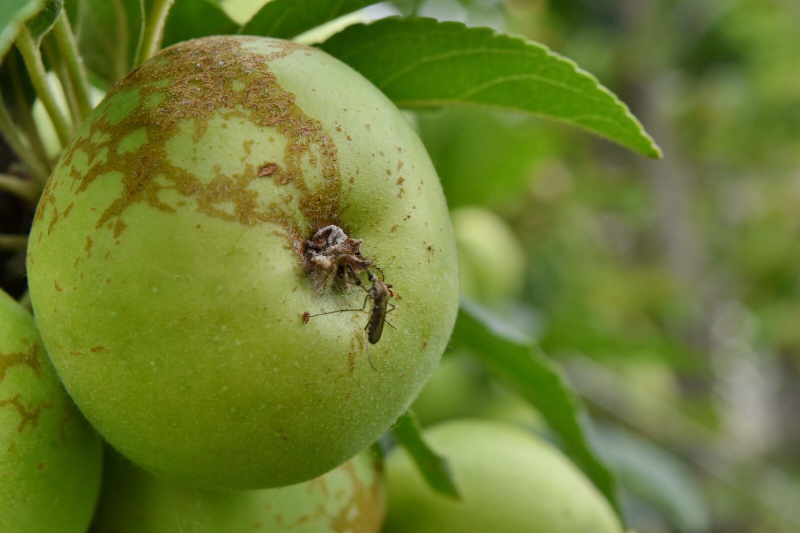 Nikon D5500 sample photo. Apple, apple tree, insect photography