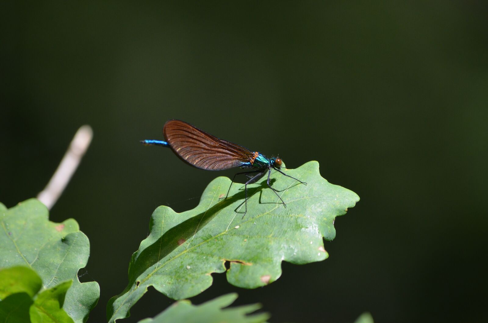 Nikon D5100 sample photo. Insect, nature, wing photography