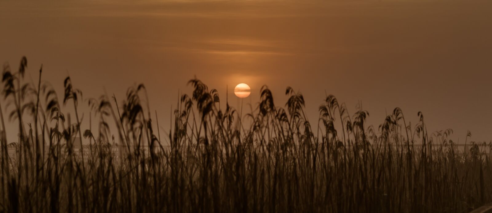 Canon EOS 7D Mark II sample photo. Sunrise, spring lake, moor photography