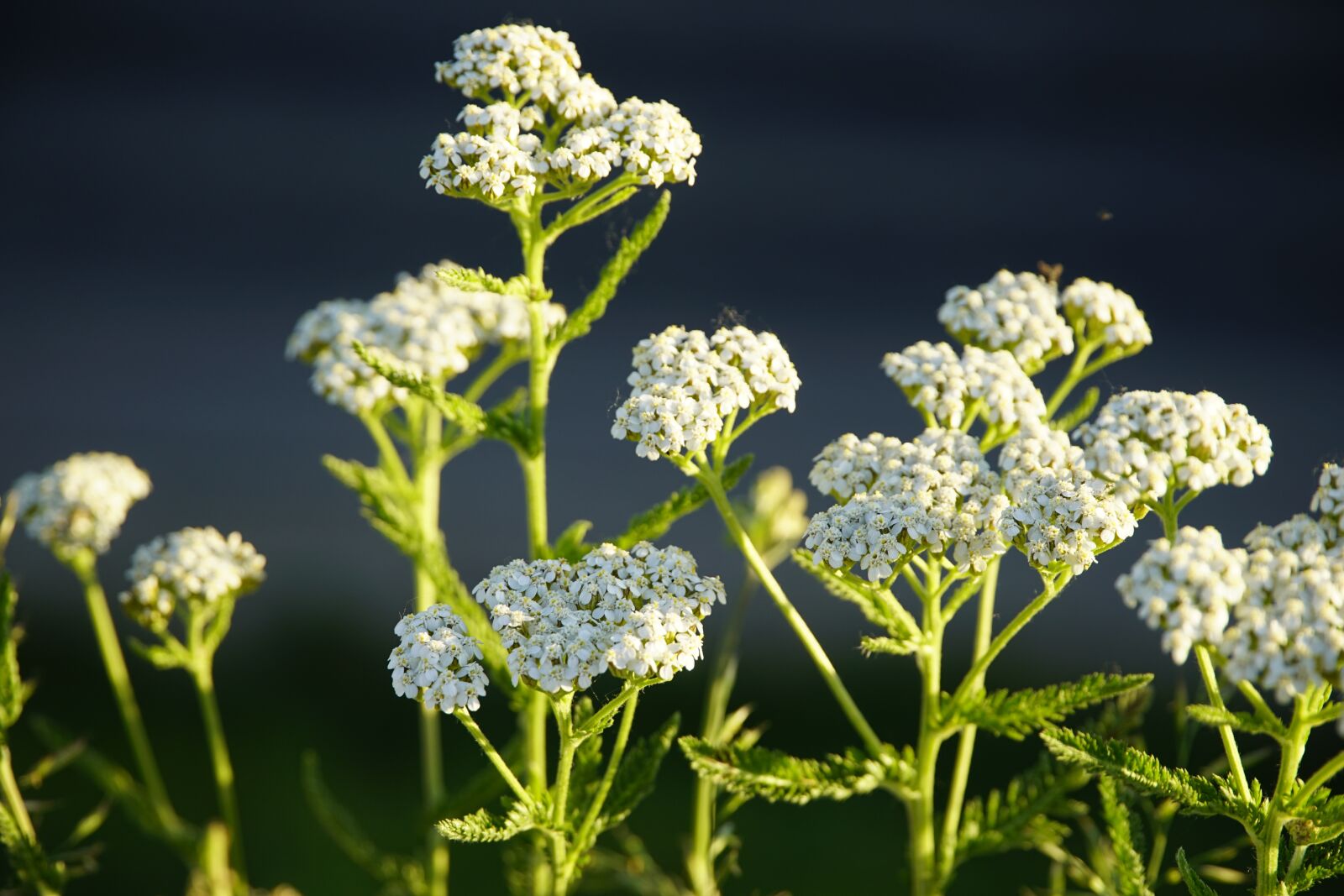 Sony a7R II + Sony E PZ 18-105mm F4 G OSS sample photo. Yarrow, achillea, flower photography