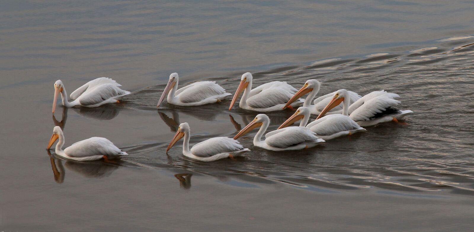 Canon EOS 1100D (EOS Rebel T3 / EOS Kiss X50) sample photo. Pelican, white, water photography