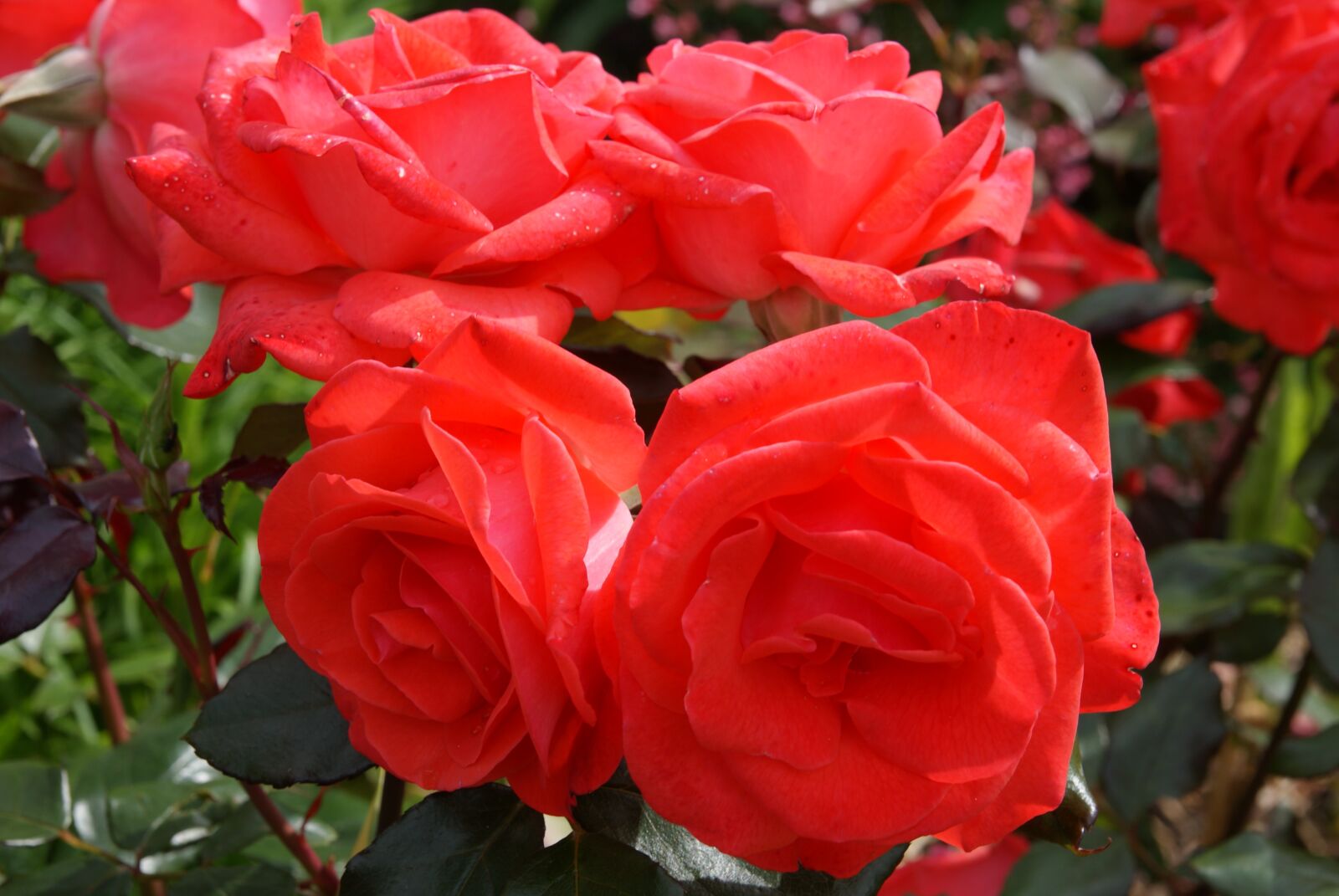 Sony Alpha DSLR-A300 sample photo. Rose red, pink, blossom photography
