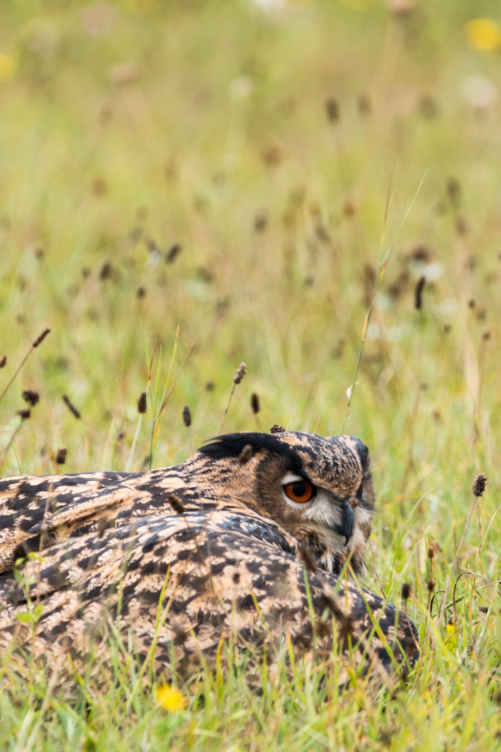 150-600mm F5-6.3 DG OS HSM | Contemporary 015 sample photo. Eagle owl, bubo bubo photography