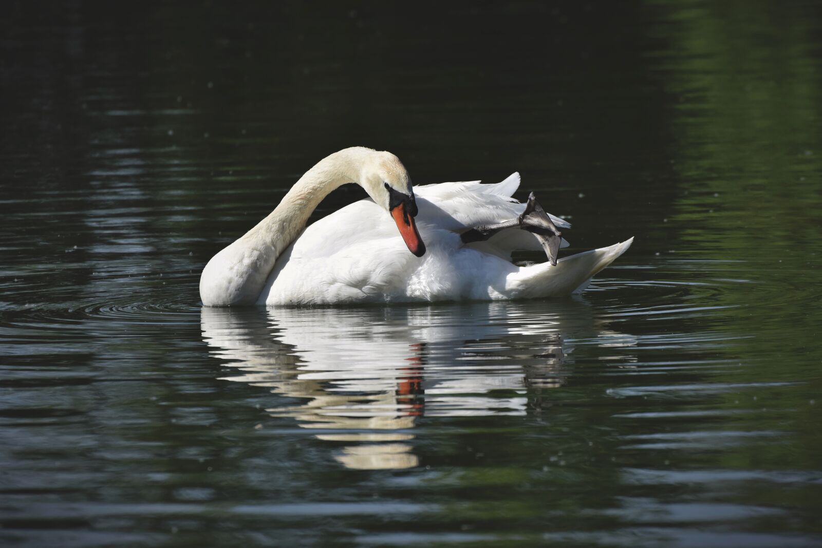 Nikon D7200 sample photo. Swan, water bird, schwimmvogel photography