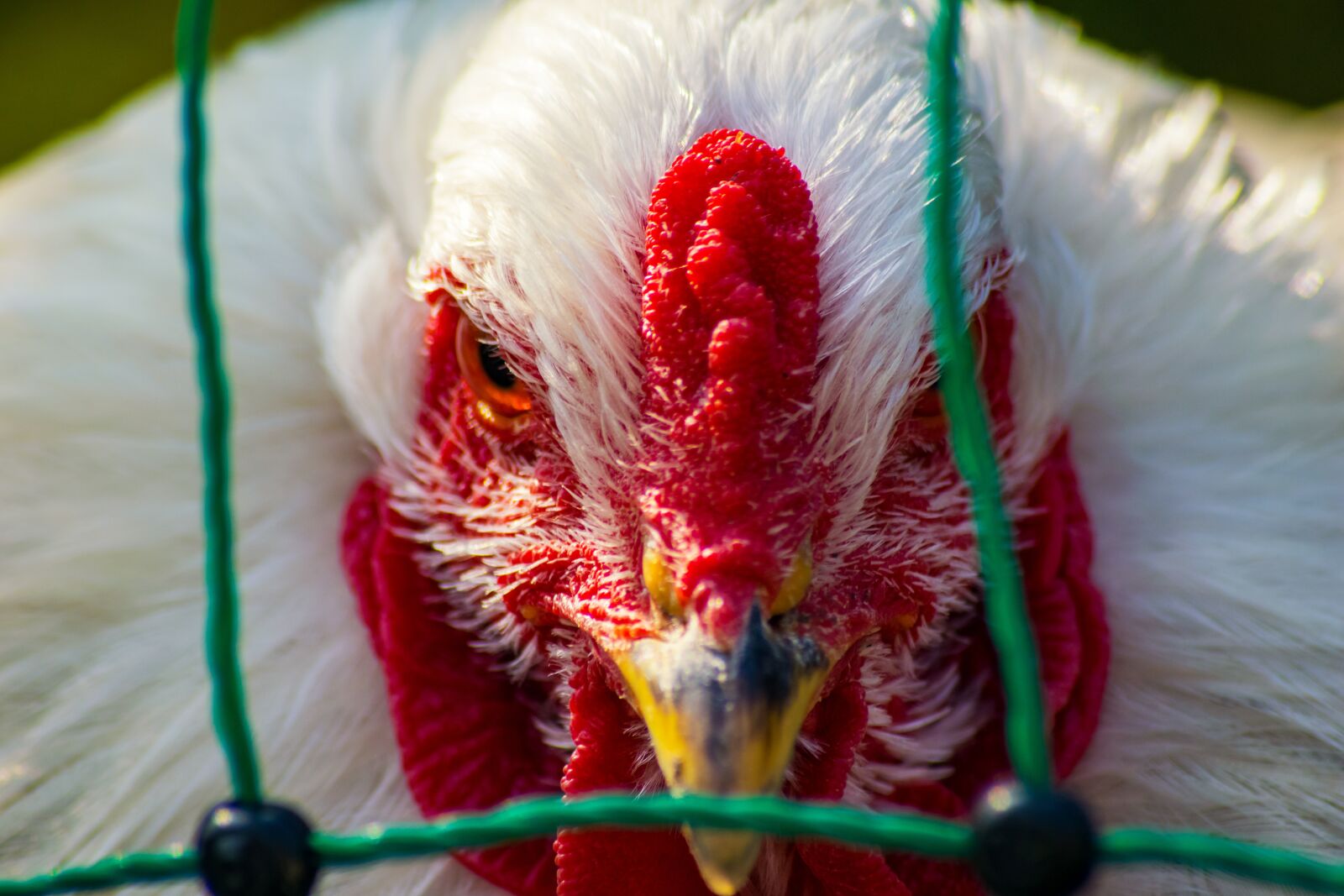 Nikon D3300 sample photo. Animal, bird flu, bird photography