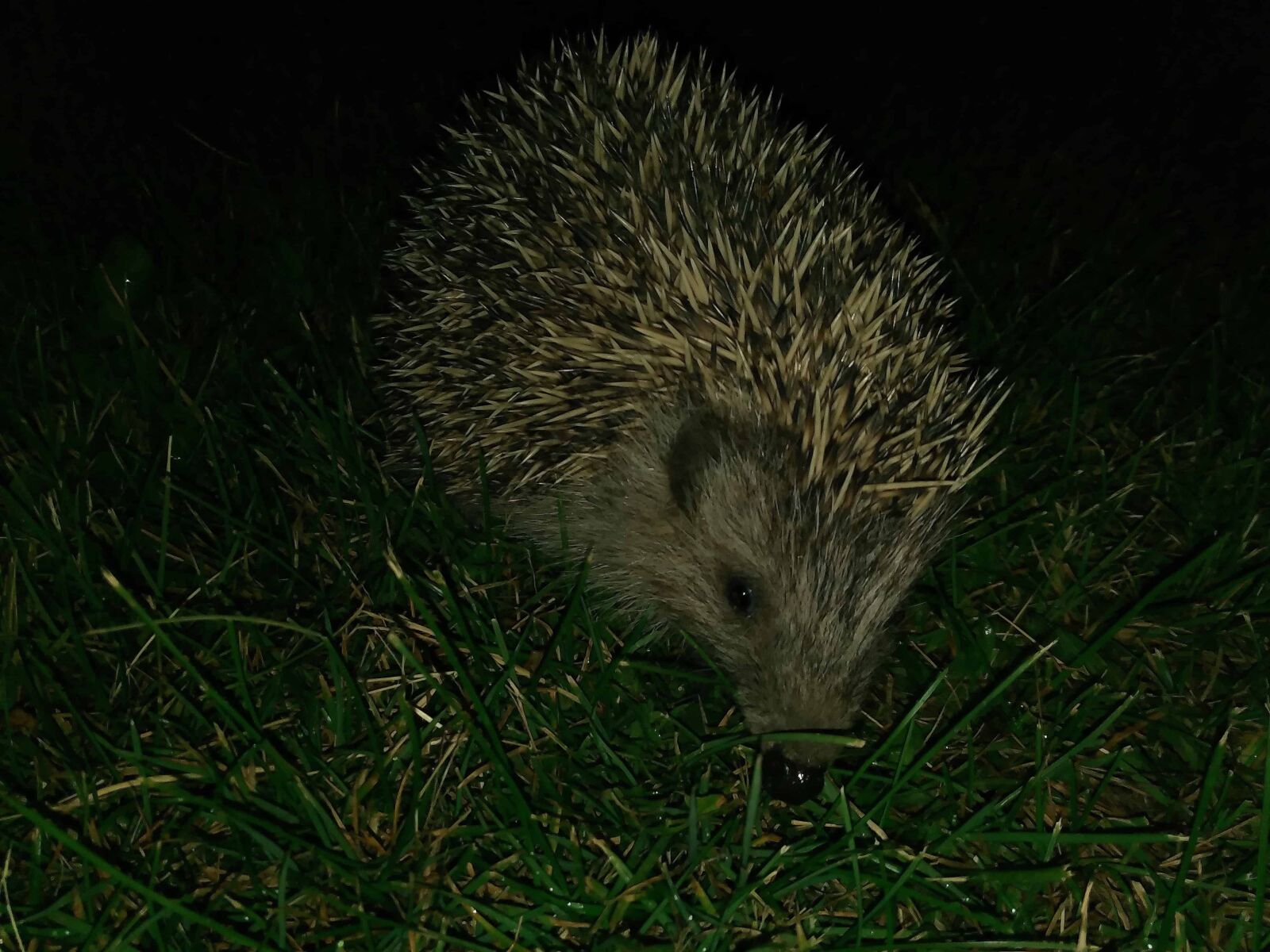 Lenovo S60-A sample photo. Nature, grass, hedgehog, placental photography