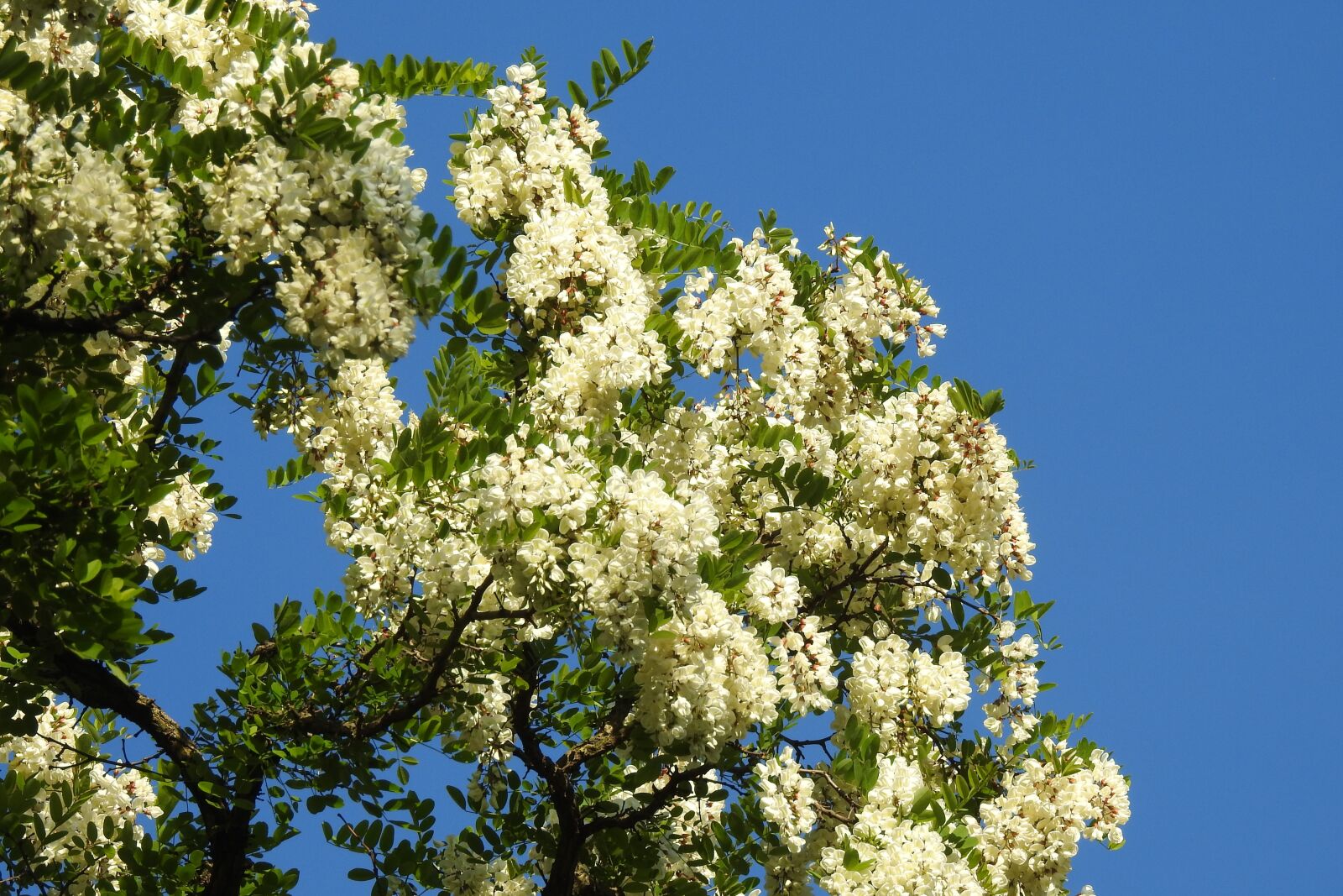 Nikon Coolpix P900 sample photo. Acacia, sky, blue sky photography