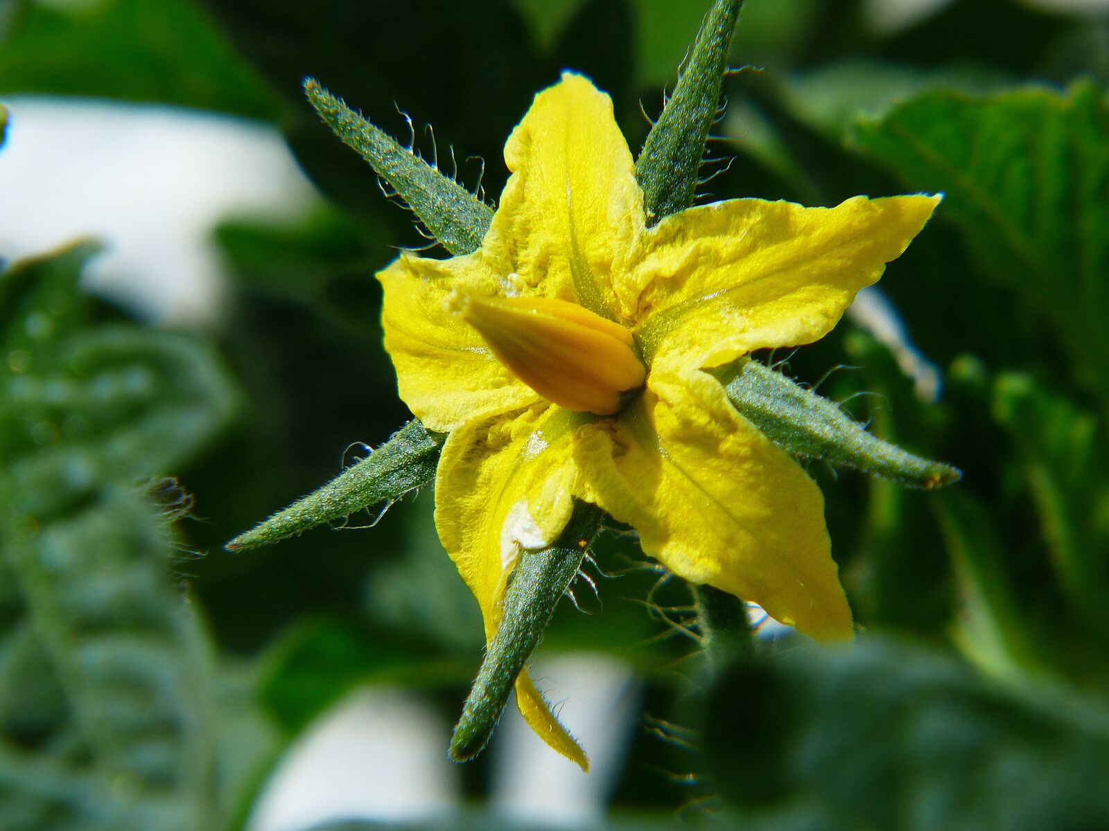 Panasonic Lumix DMC-FZ200 sample photo. Tomato, tomato flower, light photography