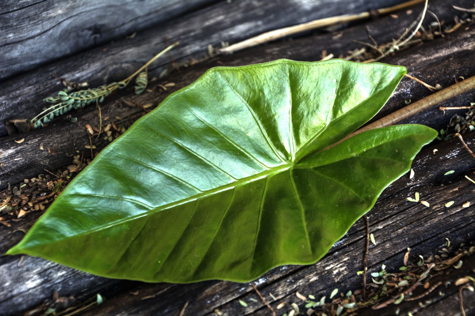 Nikon D5200 sample photo. Green leaf, plant, garden photography
