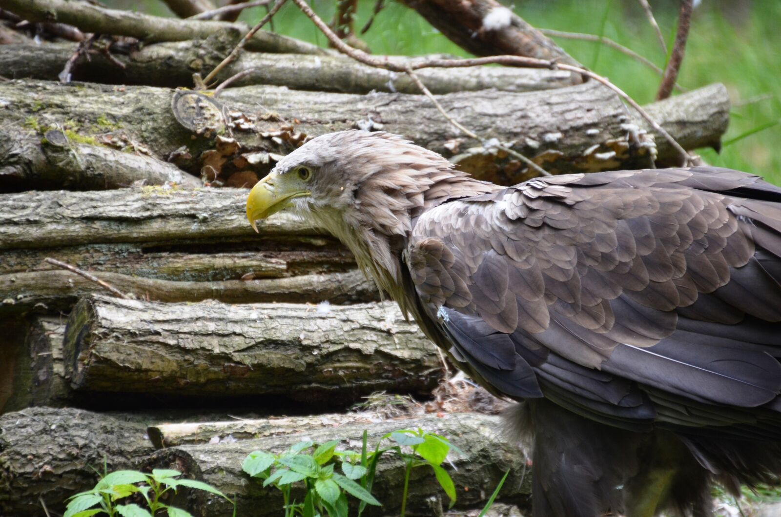 Nikon D5100 sample photo. Adler, forest, eco-park photography