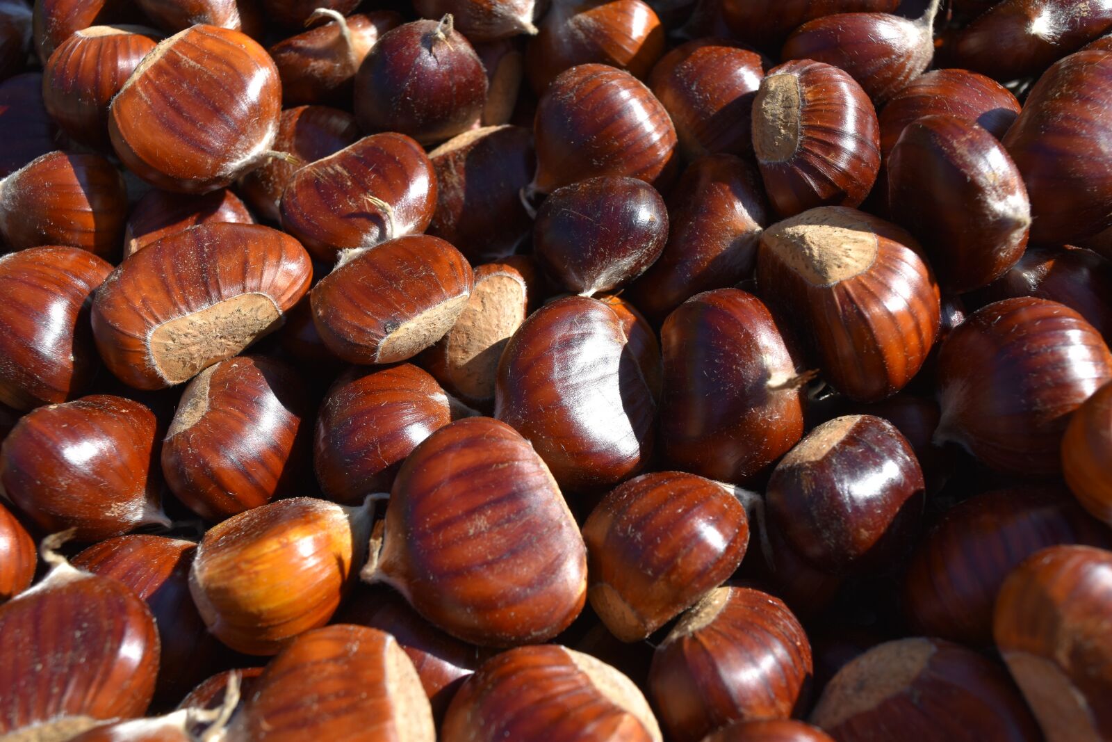 Nikon D5500 sample photo. Chestnuts, chestnut, tradition photography