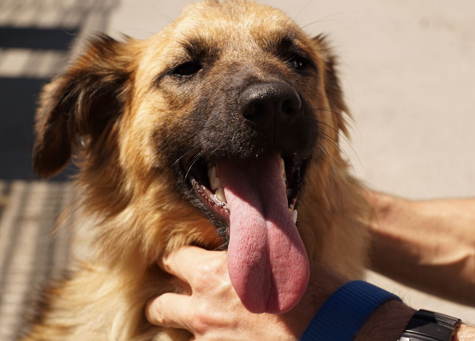 Sony ILCA-77M2 + Sony DT 16-50mm F2.8 SSM sample photo. Dog, pet, hand photography