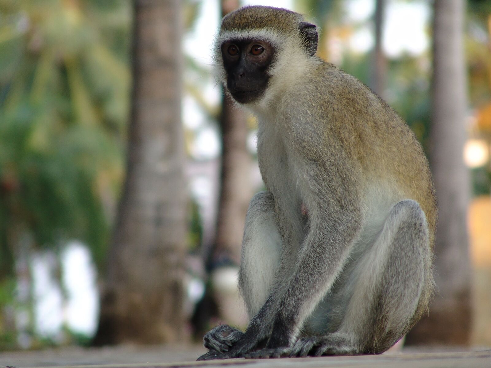 Sony DSC-F828 sample photo. Monkey, makake, africa photography