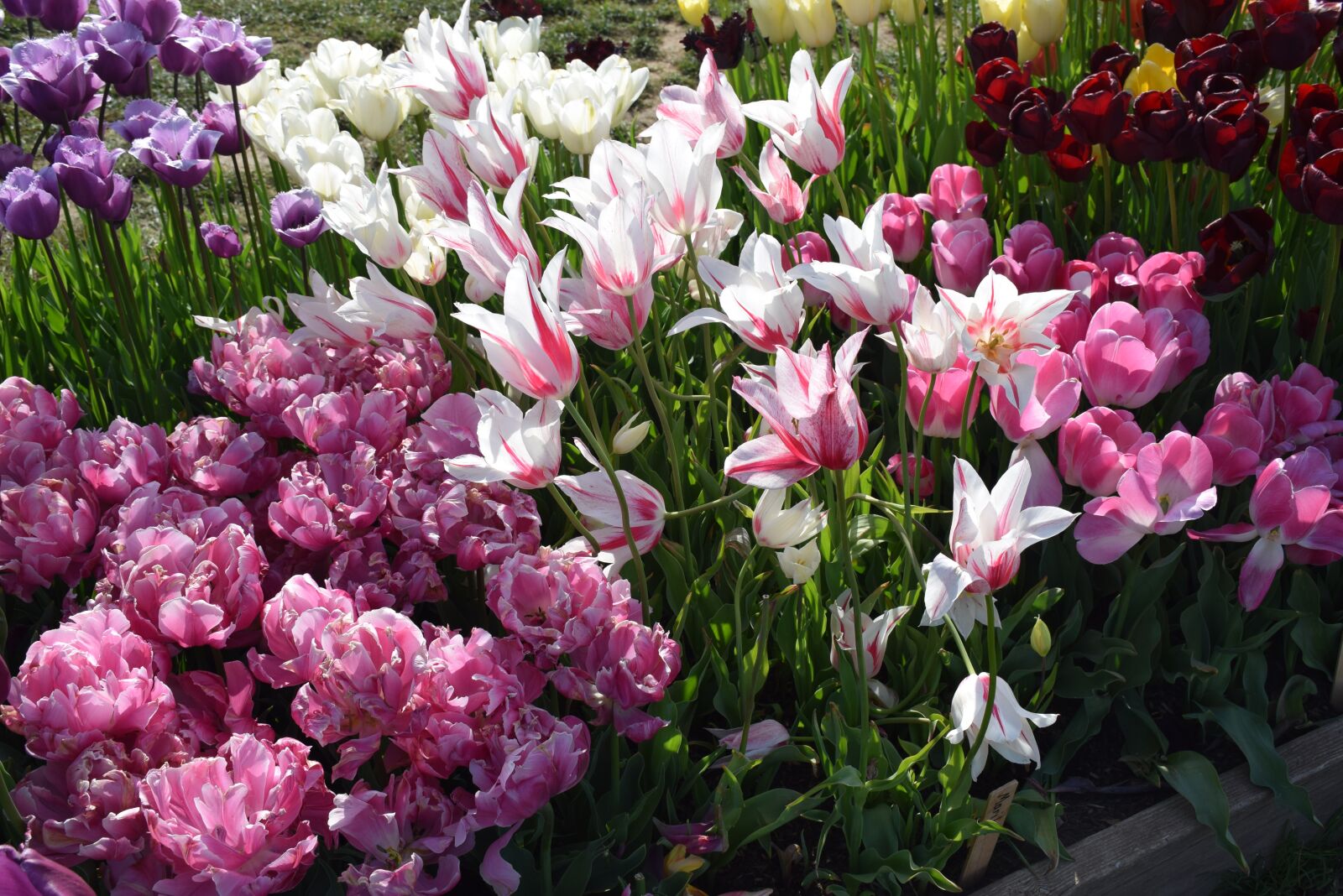 Nikon D5300 sample photo. Flowers, blooms, blossoms photography