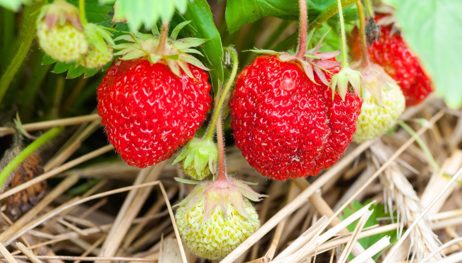 Nikon D80 sample photo. Fruit, food, strawberry photography