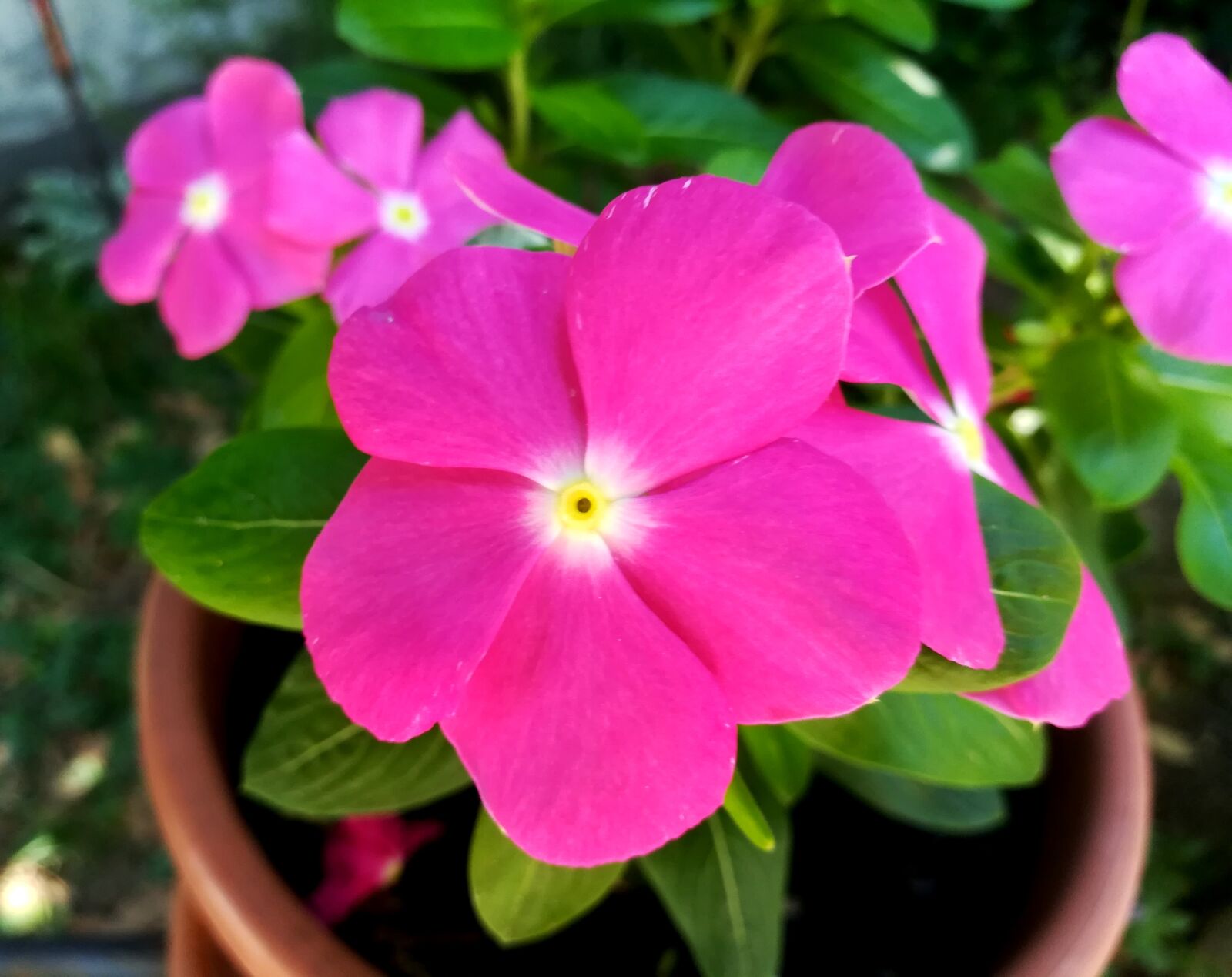 HUAWEI honor 6x sample photo. Flower, nature, rosa photography