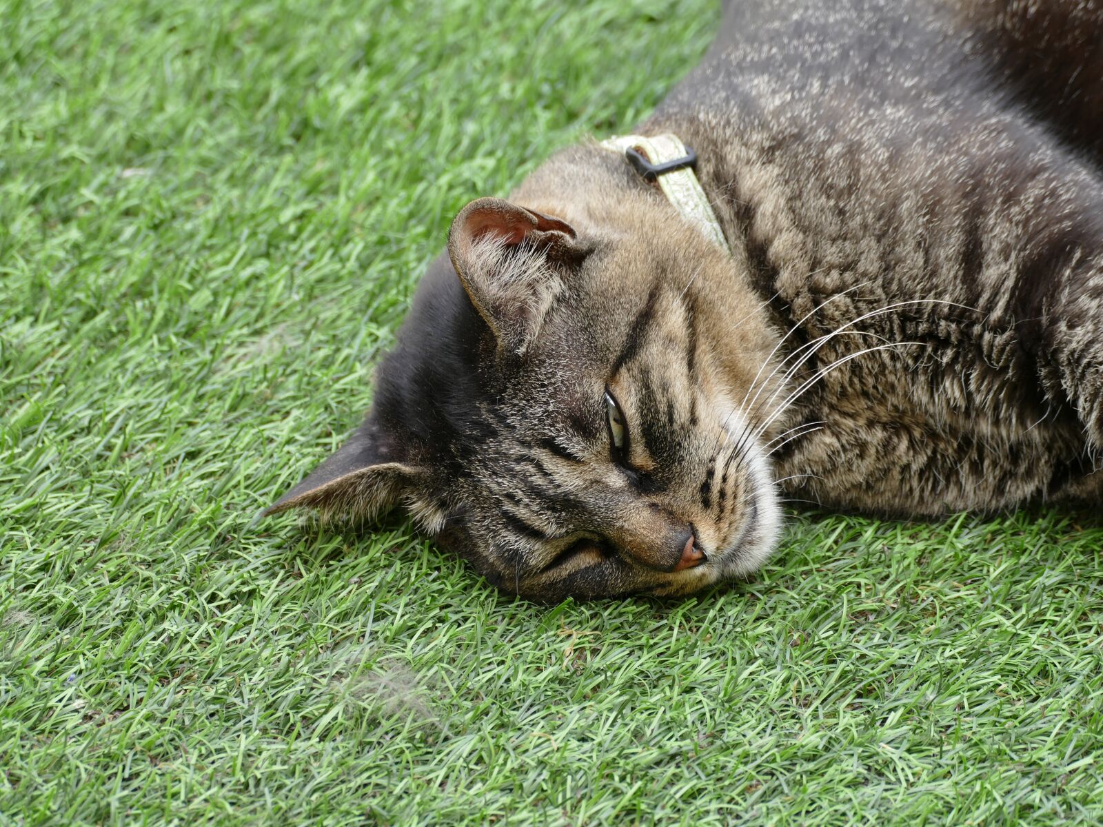 Panasonic Lumix DMC-FZ1000 sample photo. Tired, cat, sleeping photography