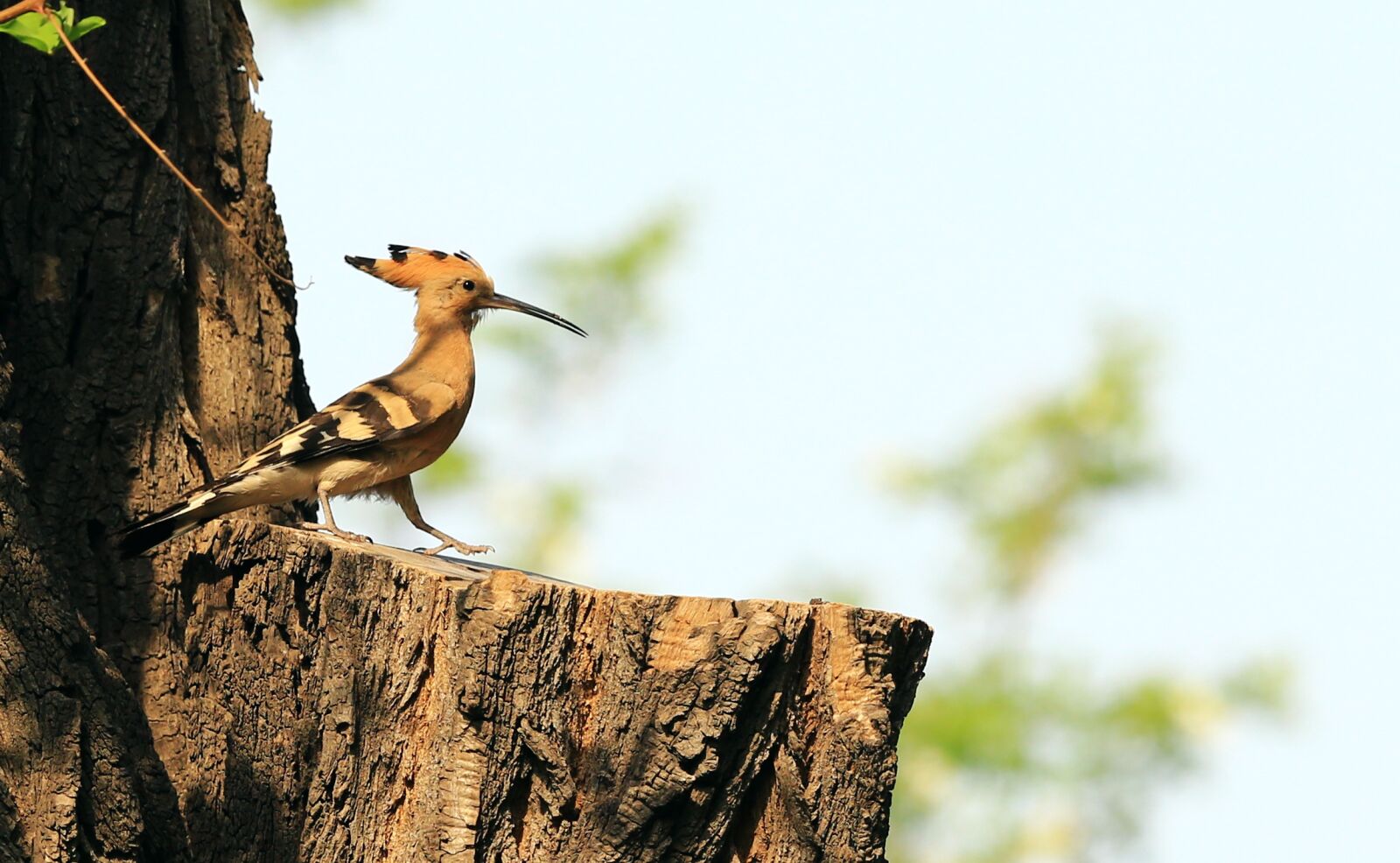 Canon EF 300mm F2.8L IS II USM sample photo. Beijing, hoopoe, birds photography