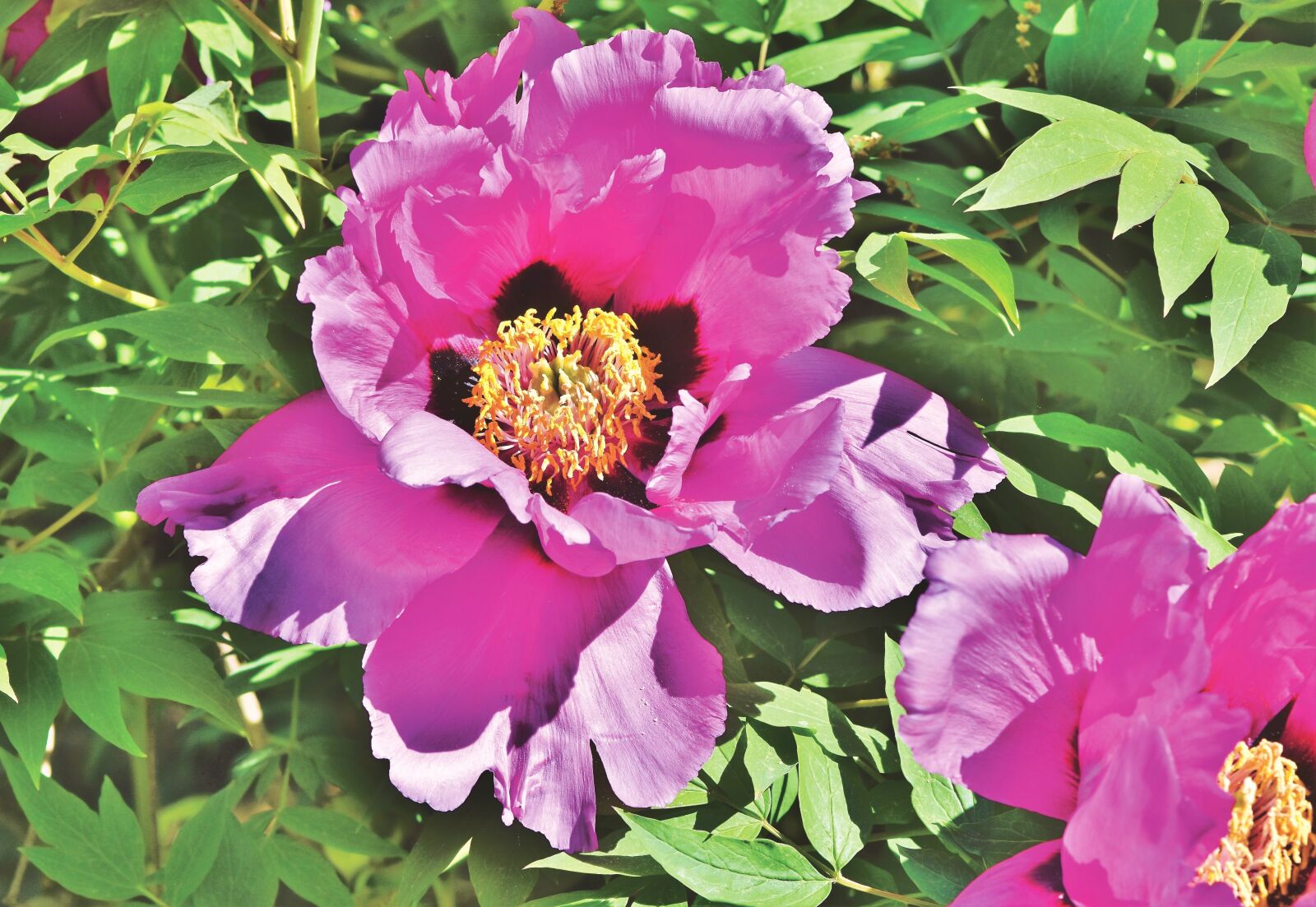 Nikon D7200 sample photo. Peony, rose, blossom photography